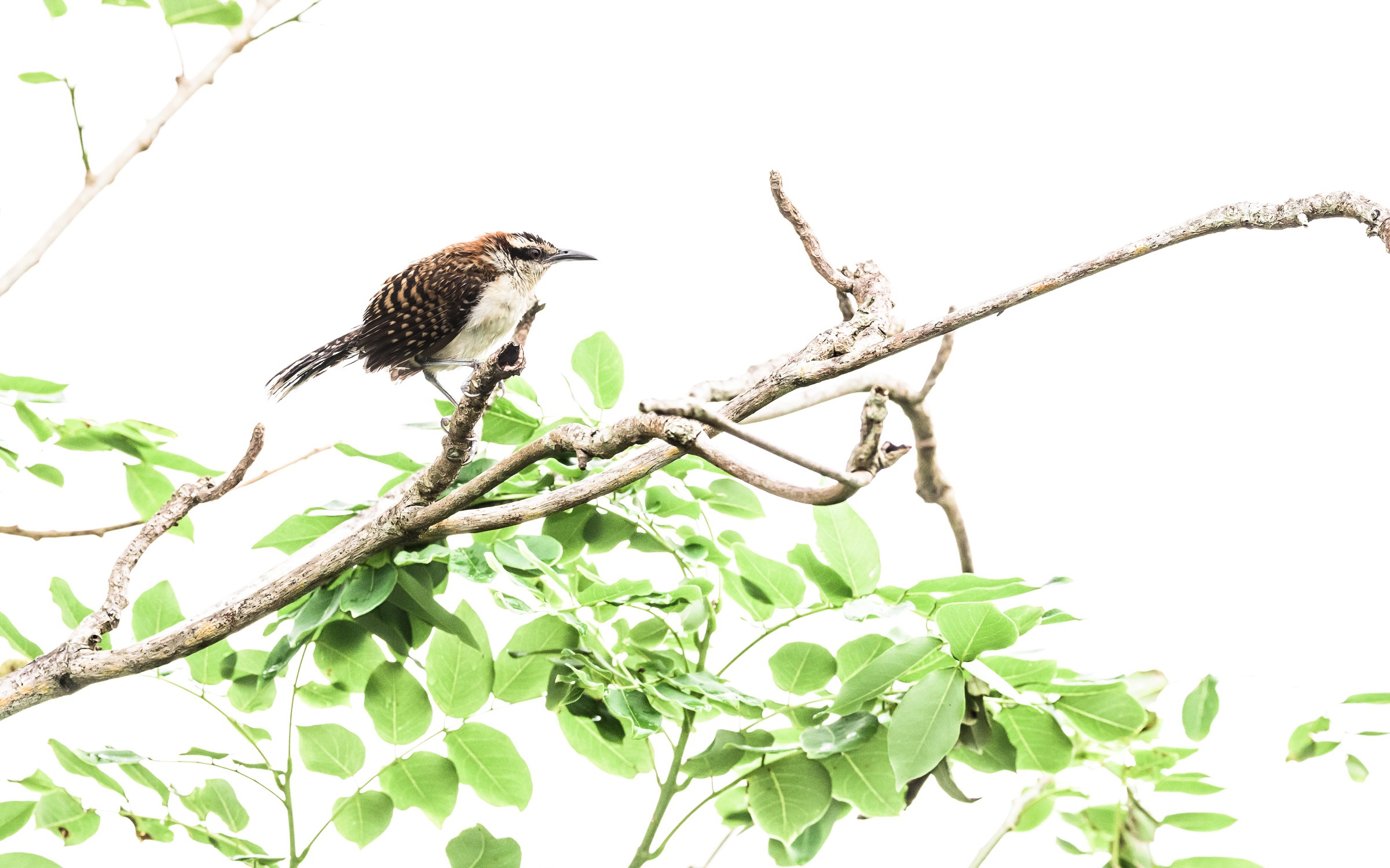 Bird Branch Passerine Wildlife Wren 2400x1499