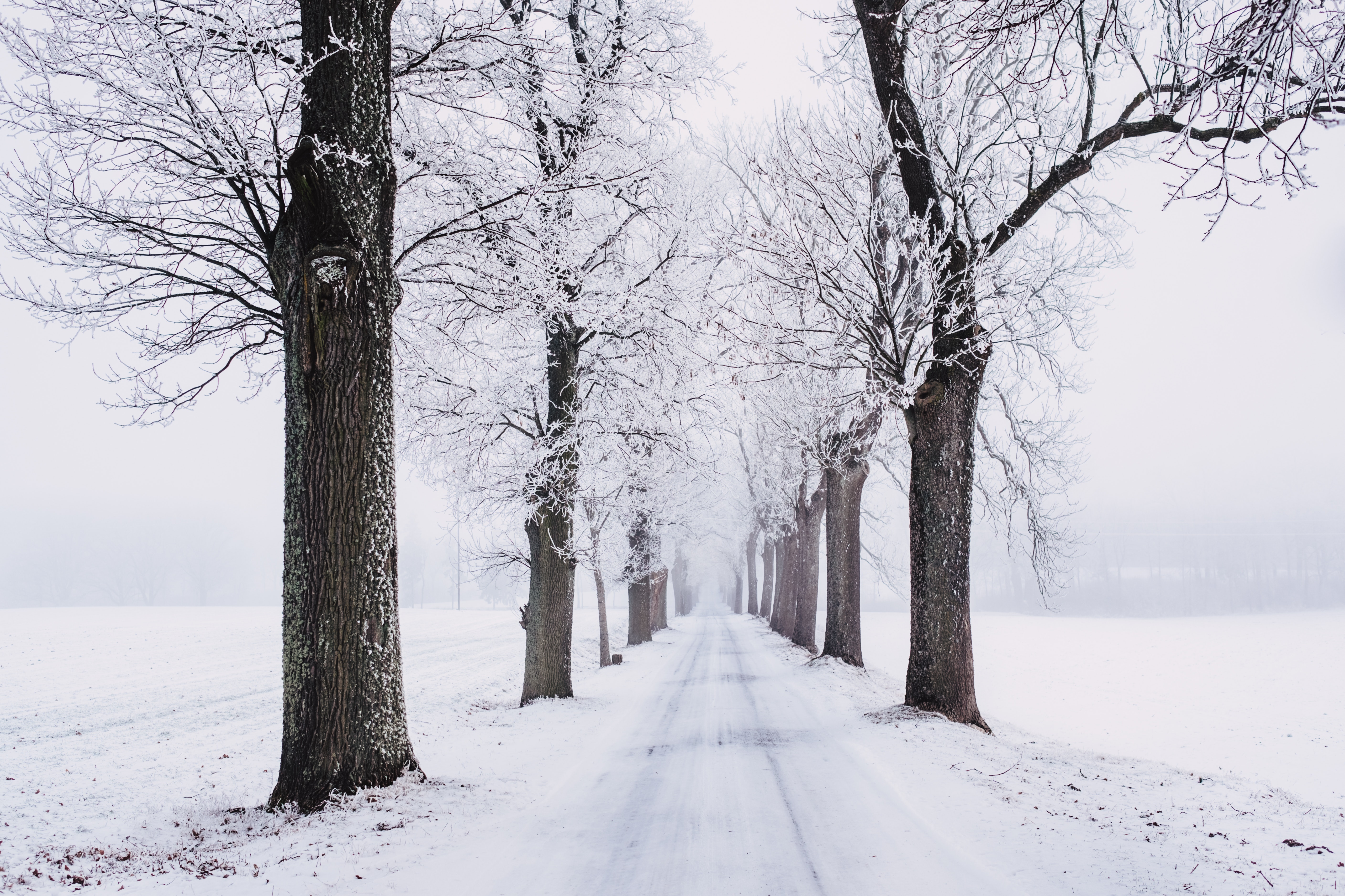 Road Snow Tree Lined Winter 5635x3757