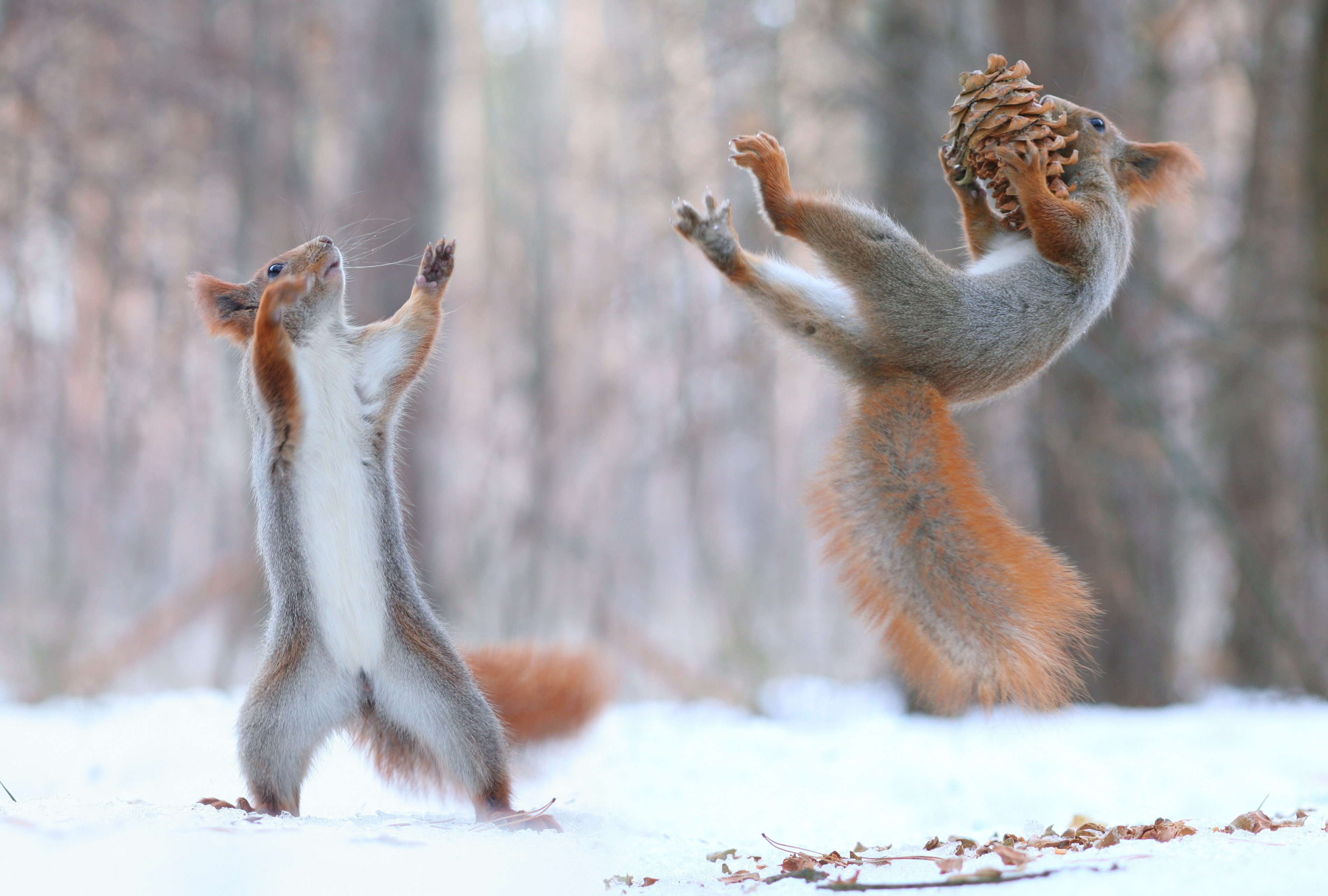 Acorn Animal Funny Playing Rodent Squirrel Wildlife 3801x2565