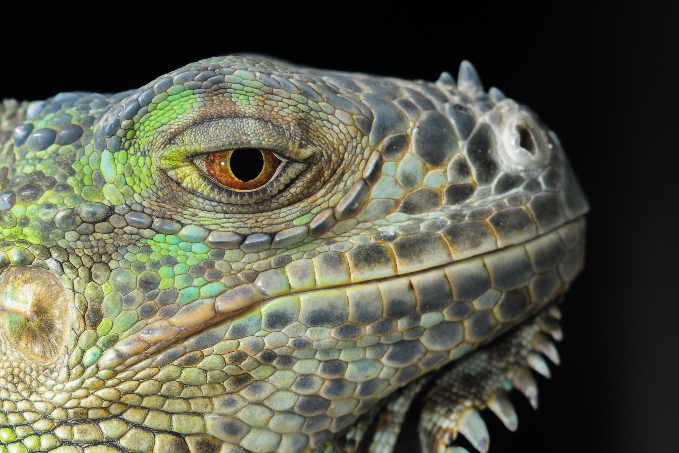 Close Up Eye Iguana Lizard Portrait Reptile 2656x1771