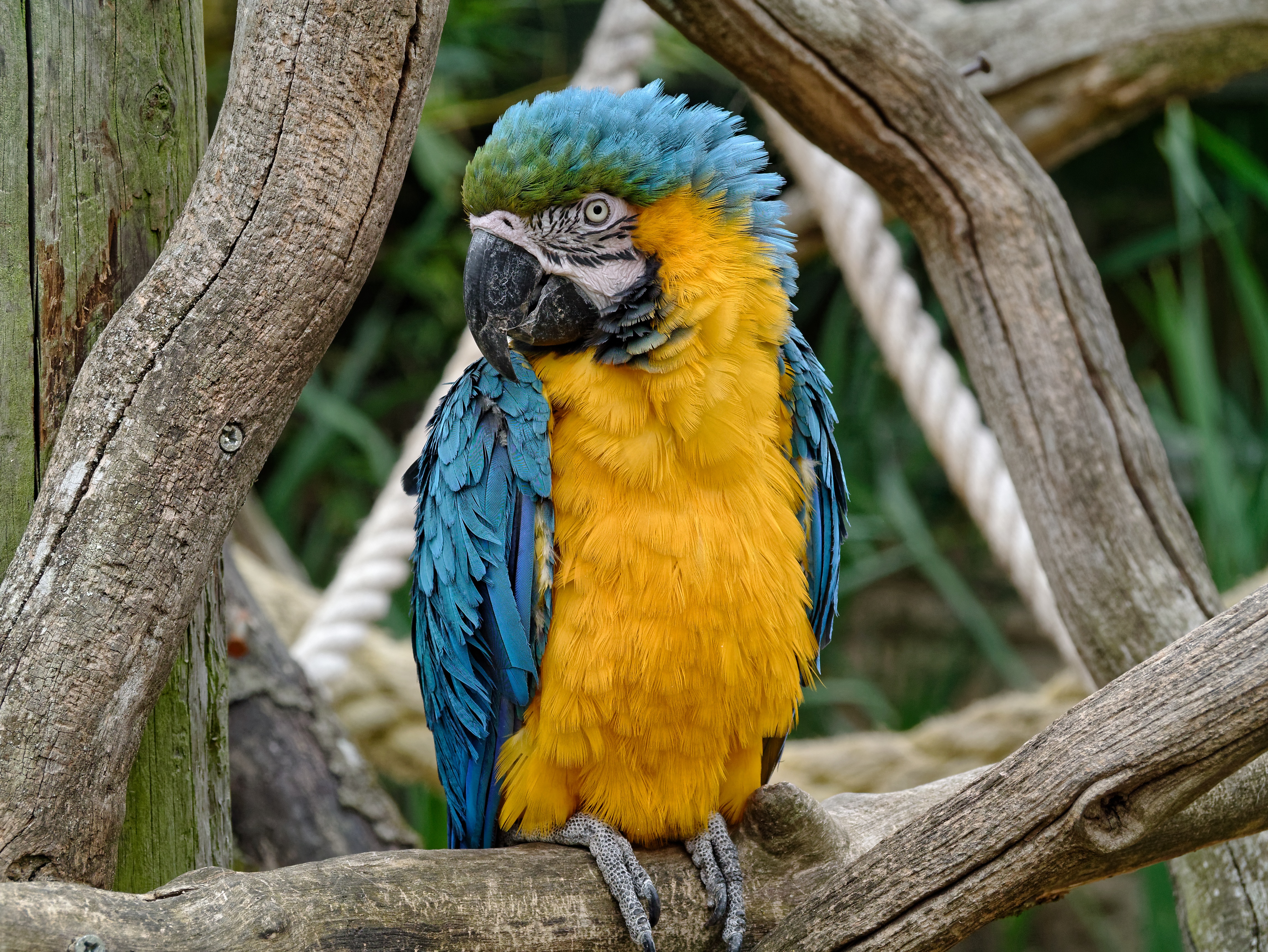 Bird Blue And Yellow Macaw Macaw Stare 4592x3448
