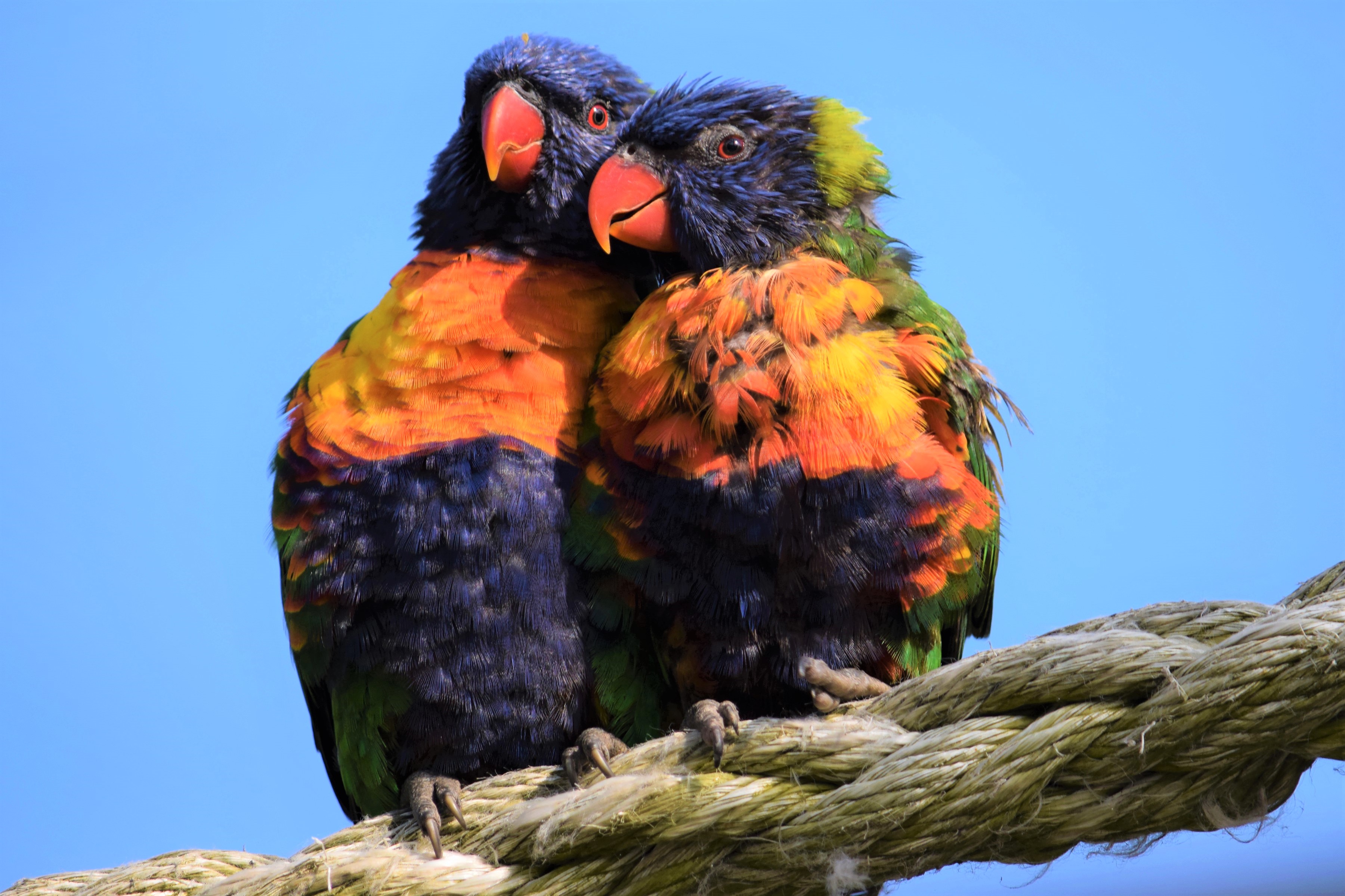 Animal Bird Parrot Wildlife 3600x2400
