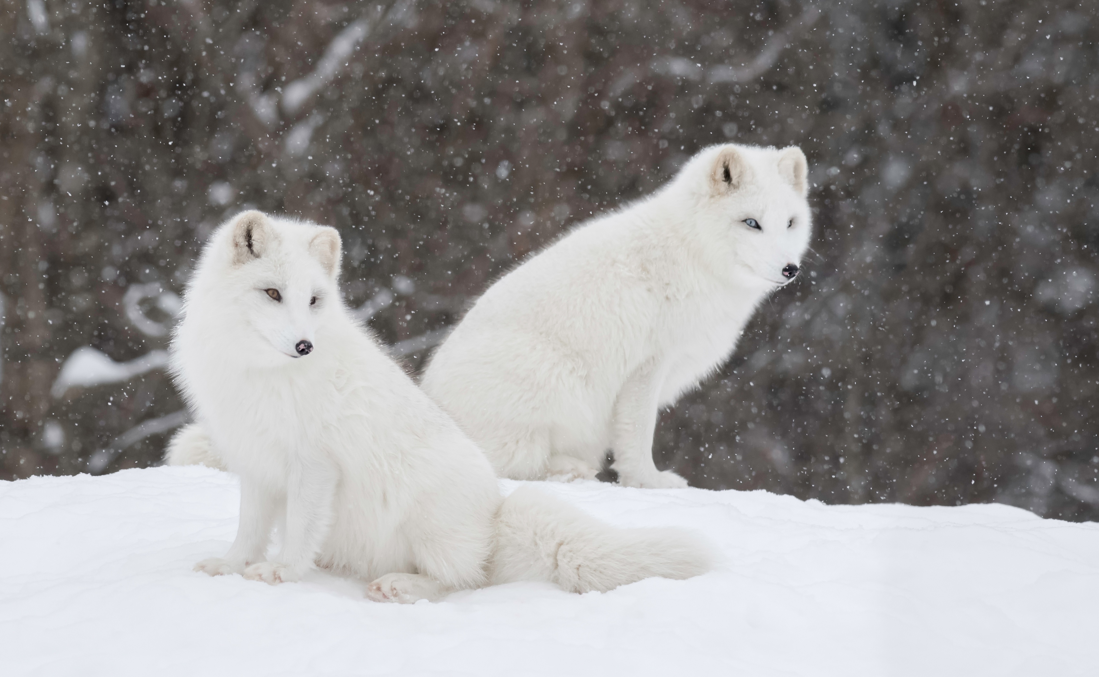 Fox Snow Snowfall Wildlife Winter Predator Animal 3600x2220