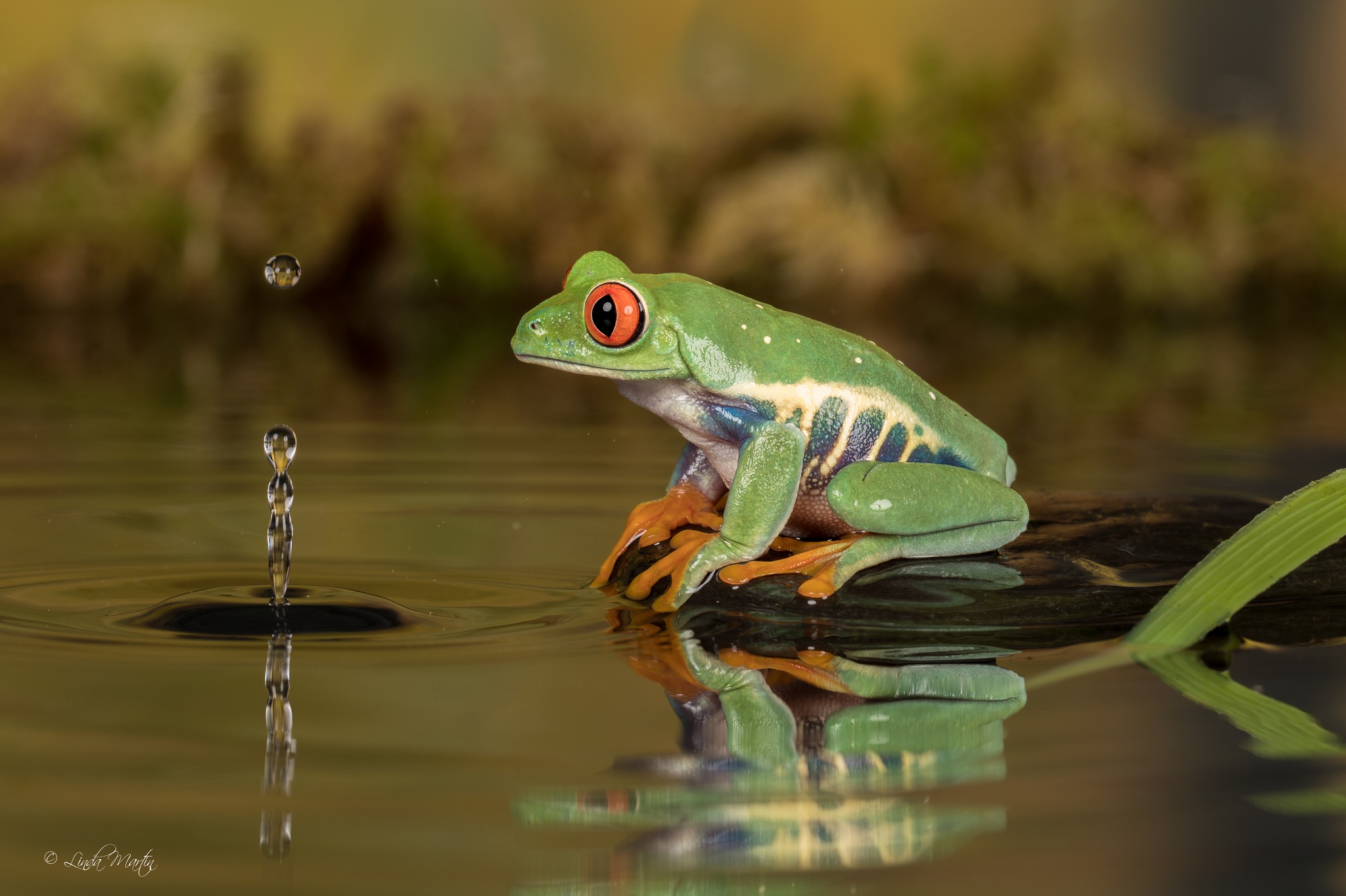 Amphibian Frog Red Eyed Tree Frog Reflection Water Wildlife 2048x1365