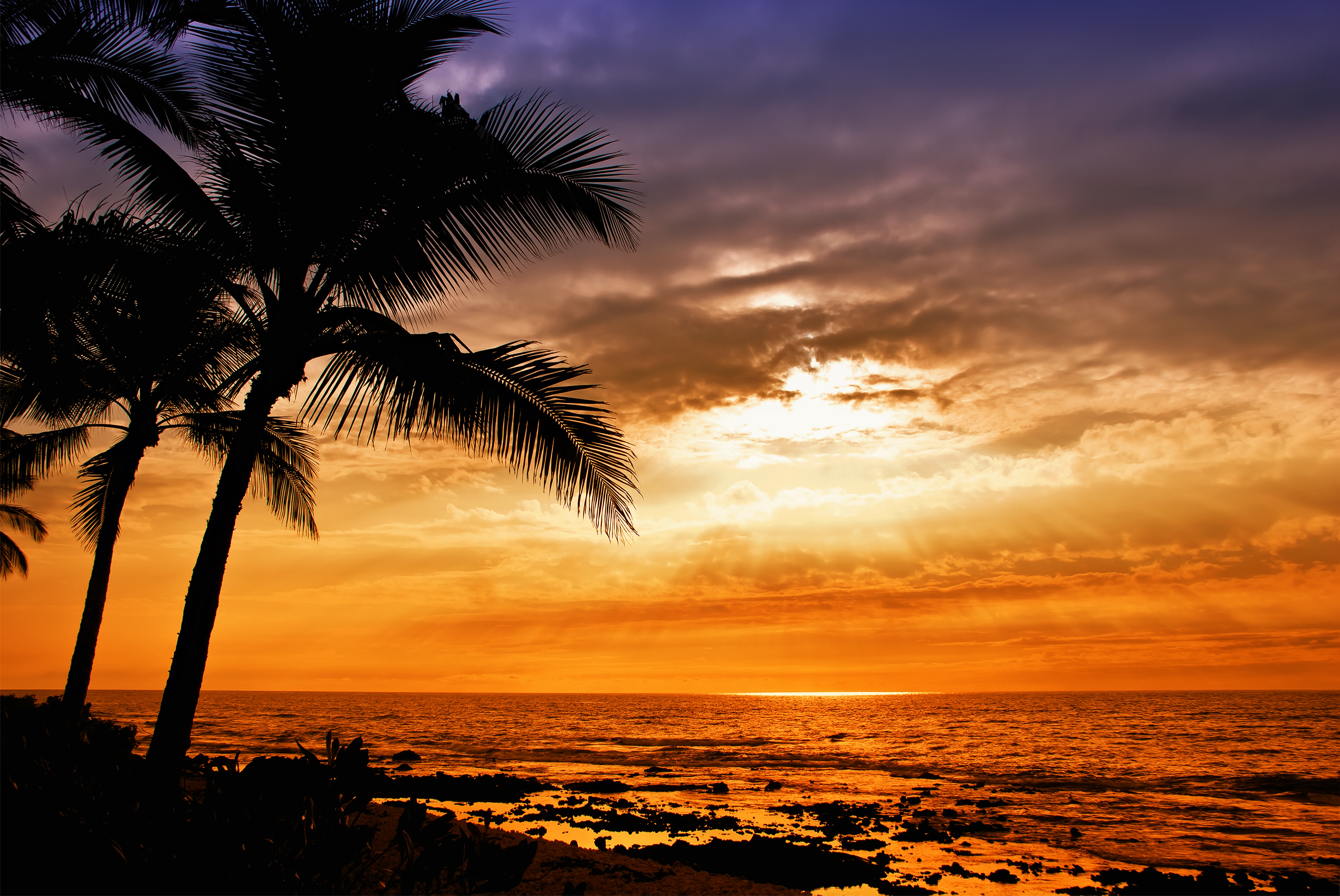 Cloud Horizon Ocean Sea Sunrise Sunset Tree 3732x2498