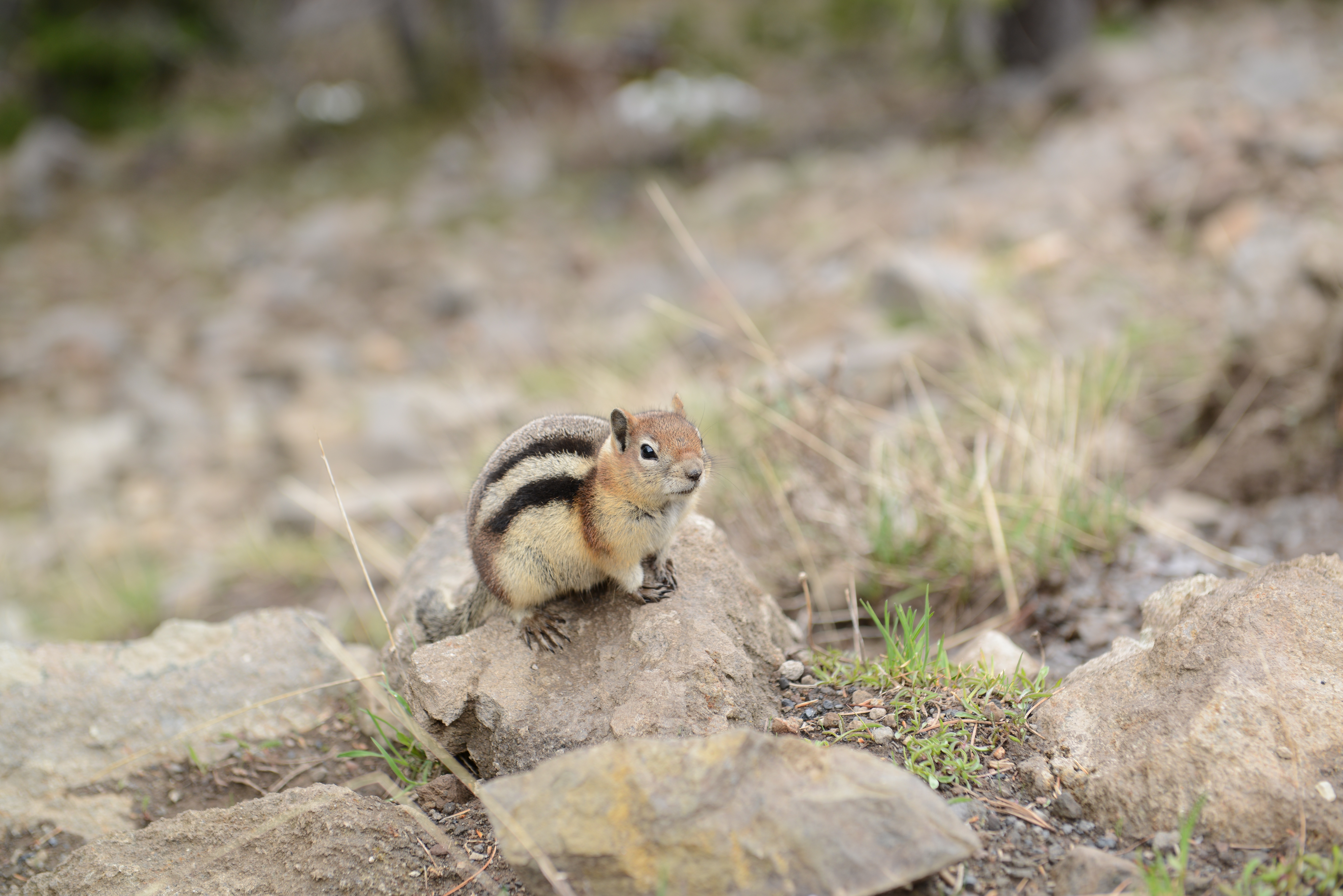 Chipmunk Rodent Wildlife 7360x4912