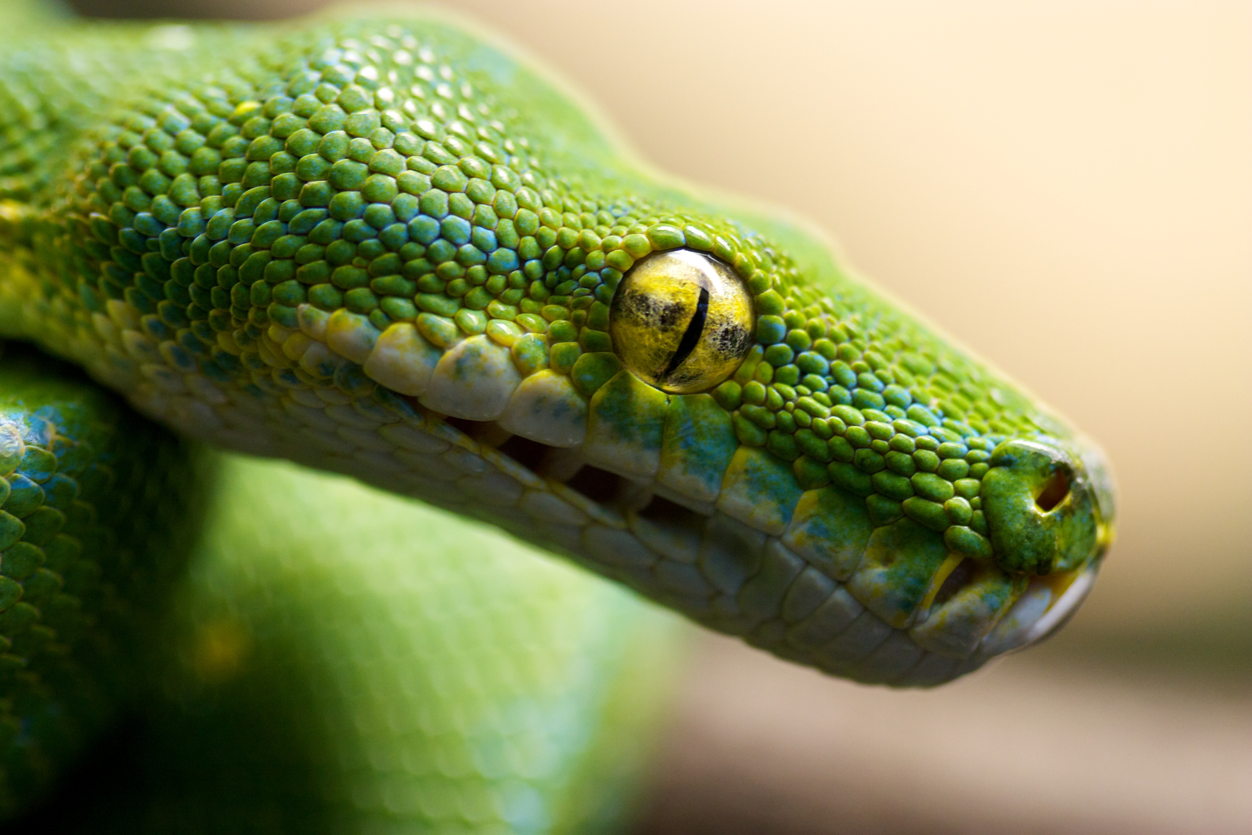 Eye Macro Reptile Snake Tree Python 4272x2848