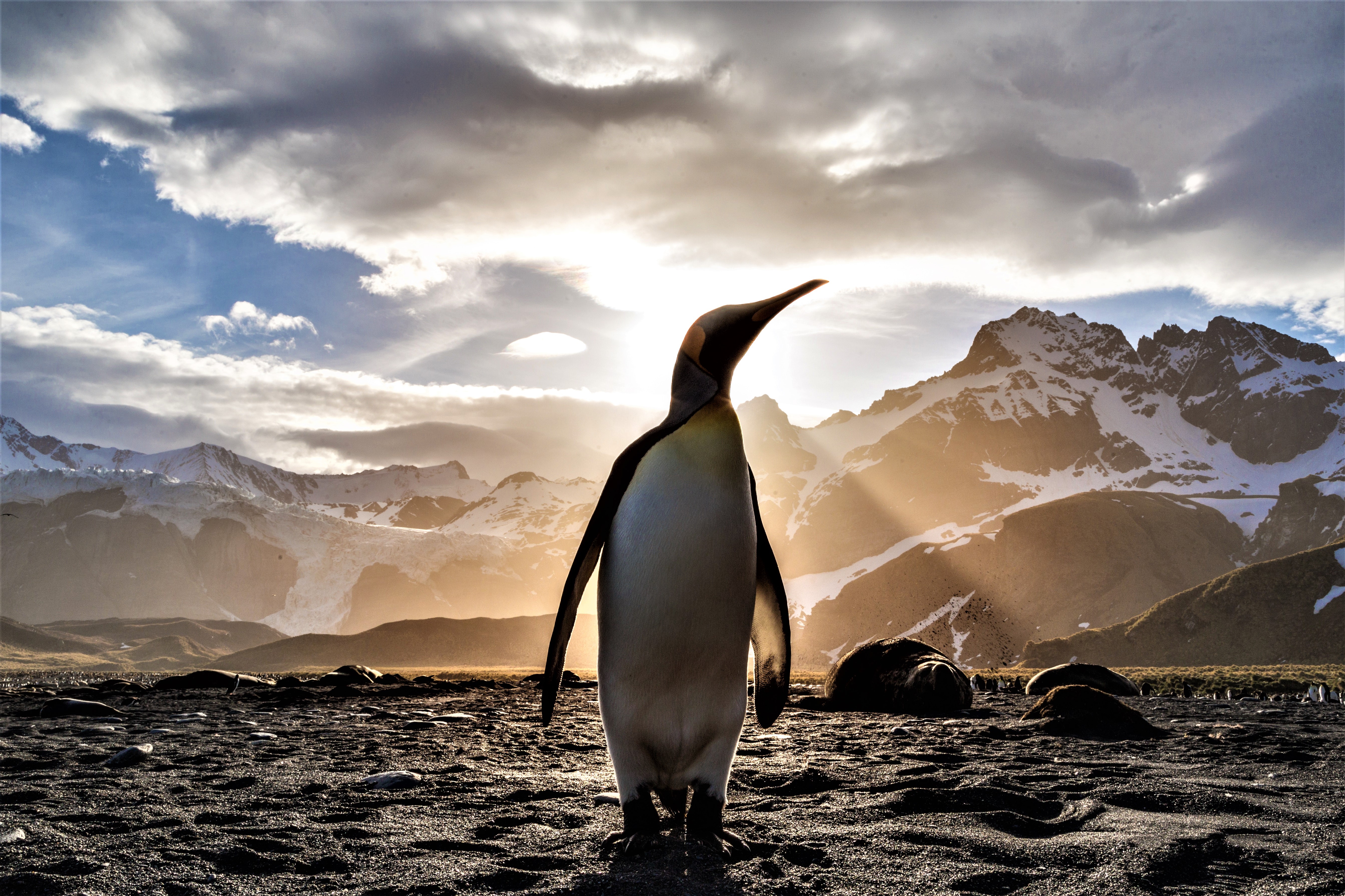 Animal Bird Emperor Penguin Penguin Sunbeam 5373x3582