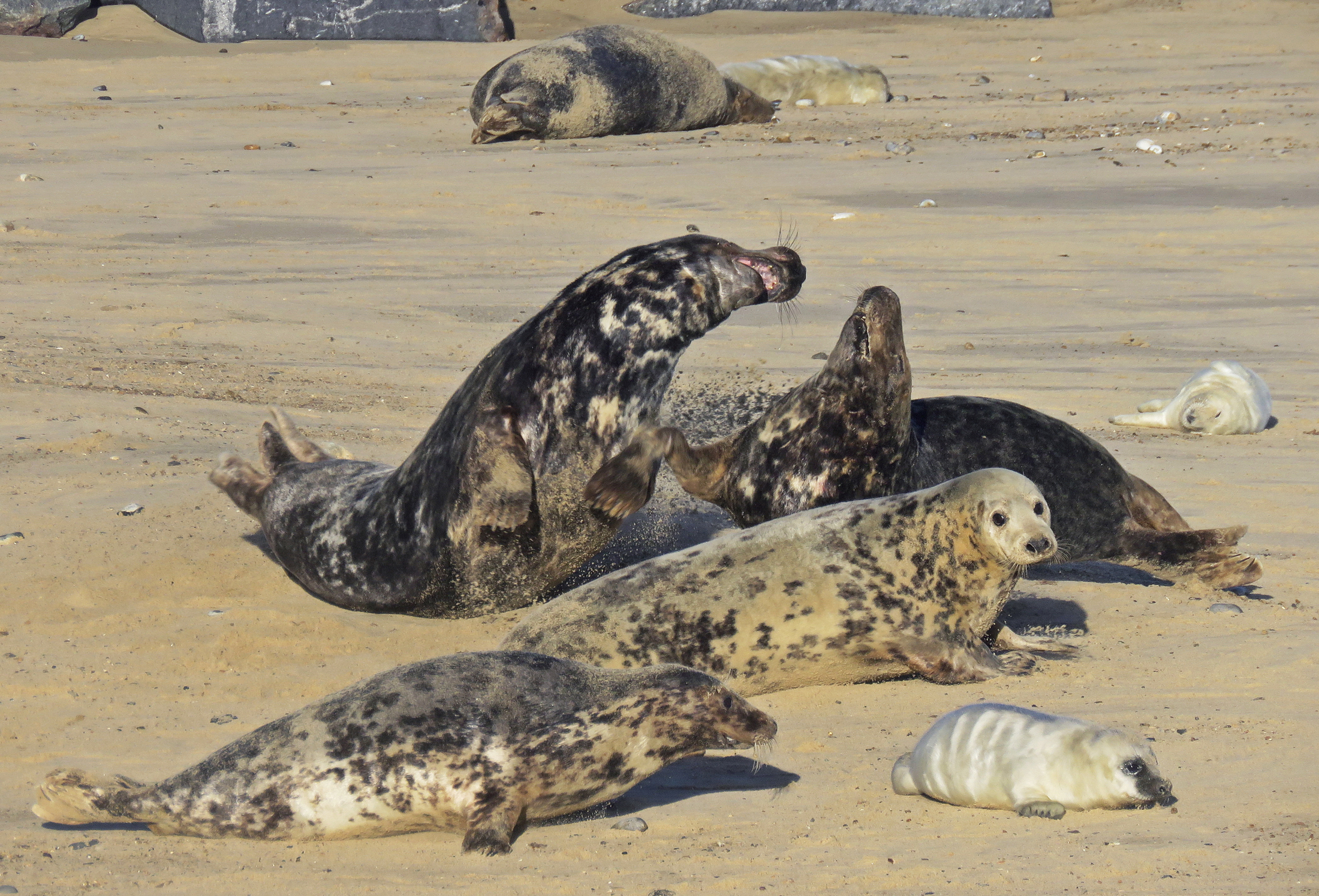 Baby Animal Beach Seal Wildlife 2200x1495