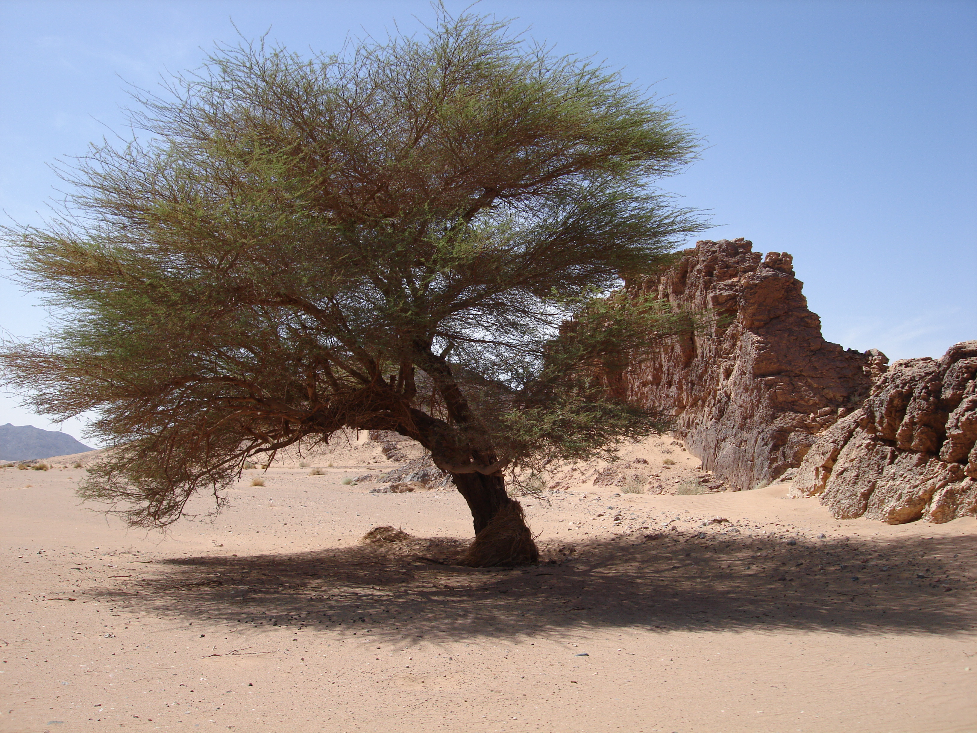 Africa Algeria Desert National Park Rock Sahara Sunny Tassili N 039 Ajjer Tree 3264x2448