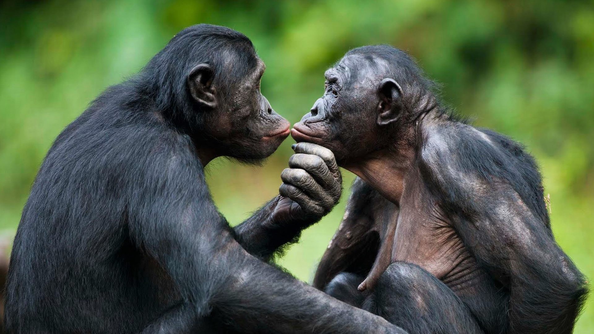 Ape Bonobo 1920x1080