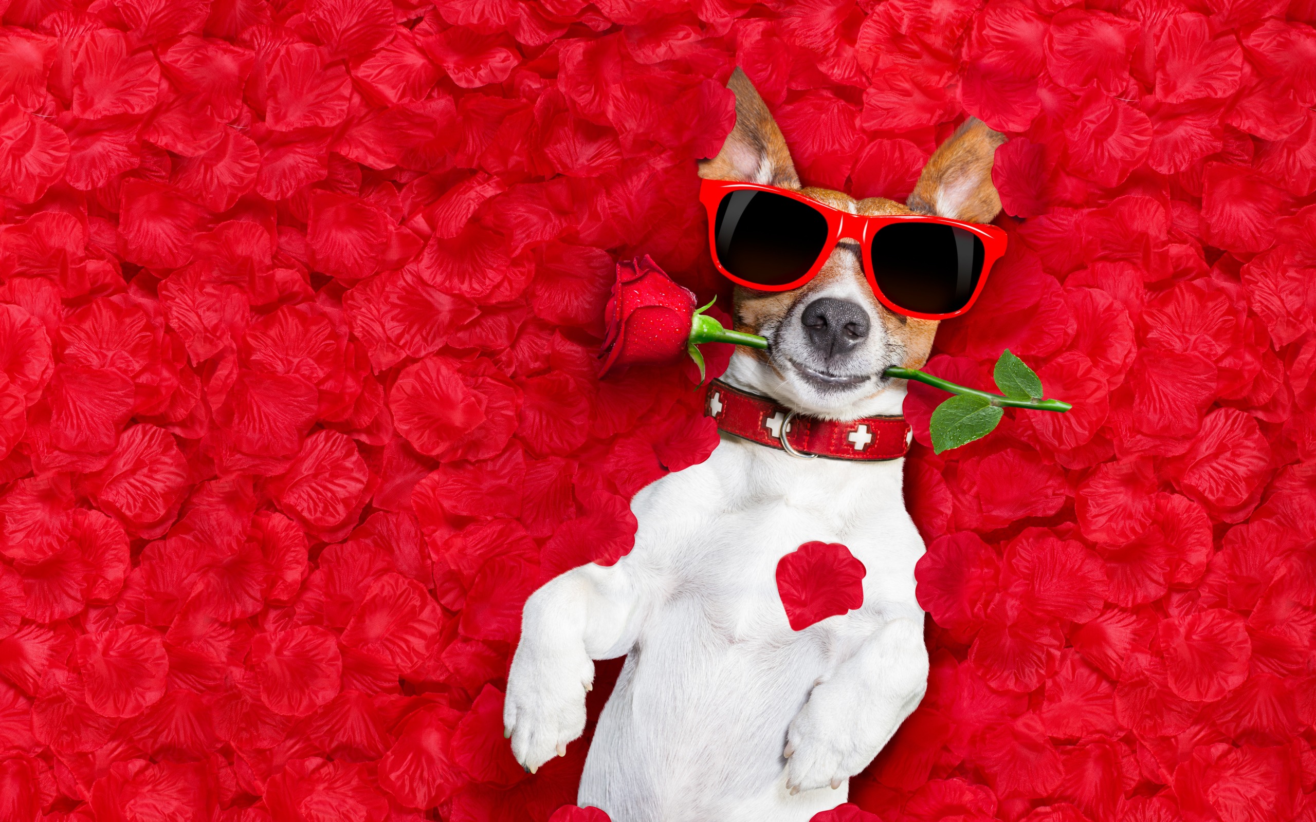 Dog Humor Jack Russell Terrier Pet Petal Red Rose Sunglasses 2560x1600