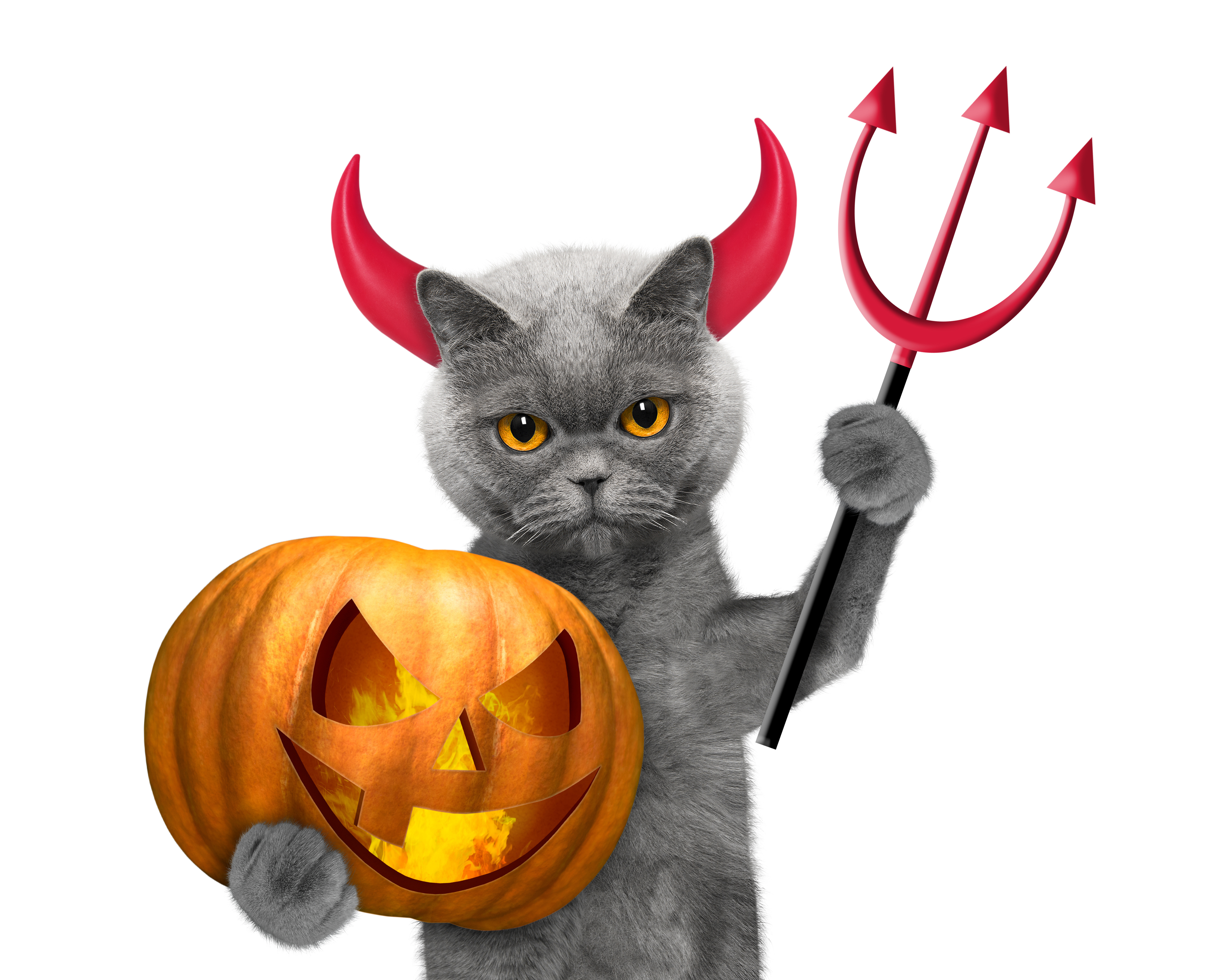 Cat Halloween Holiday Horns Jack O 039 Lantern Pitchfork 5000x4000