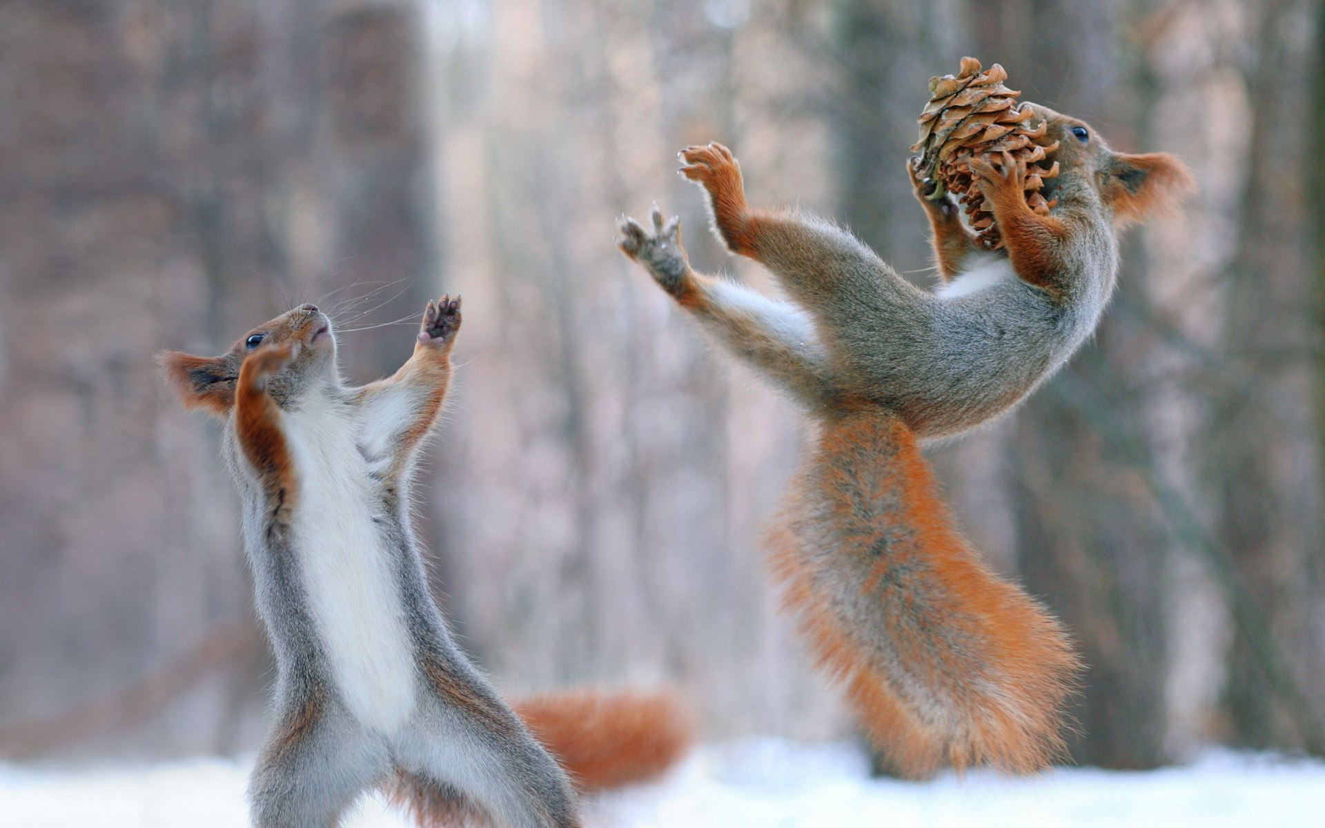 Acorn Animal Pine Cone Playing Rodent Snow Squirrel Wildlife 1920x1200