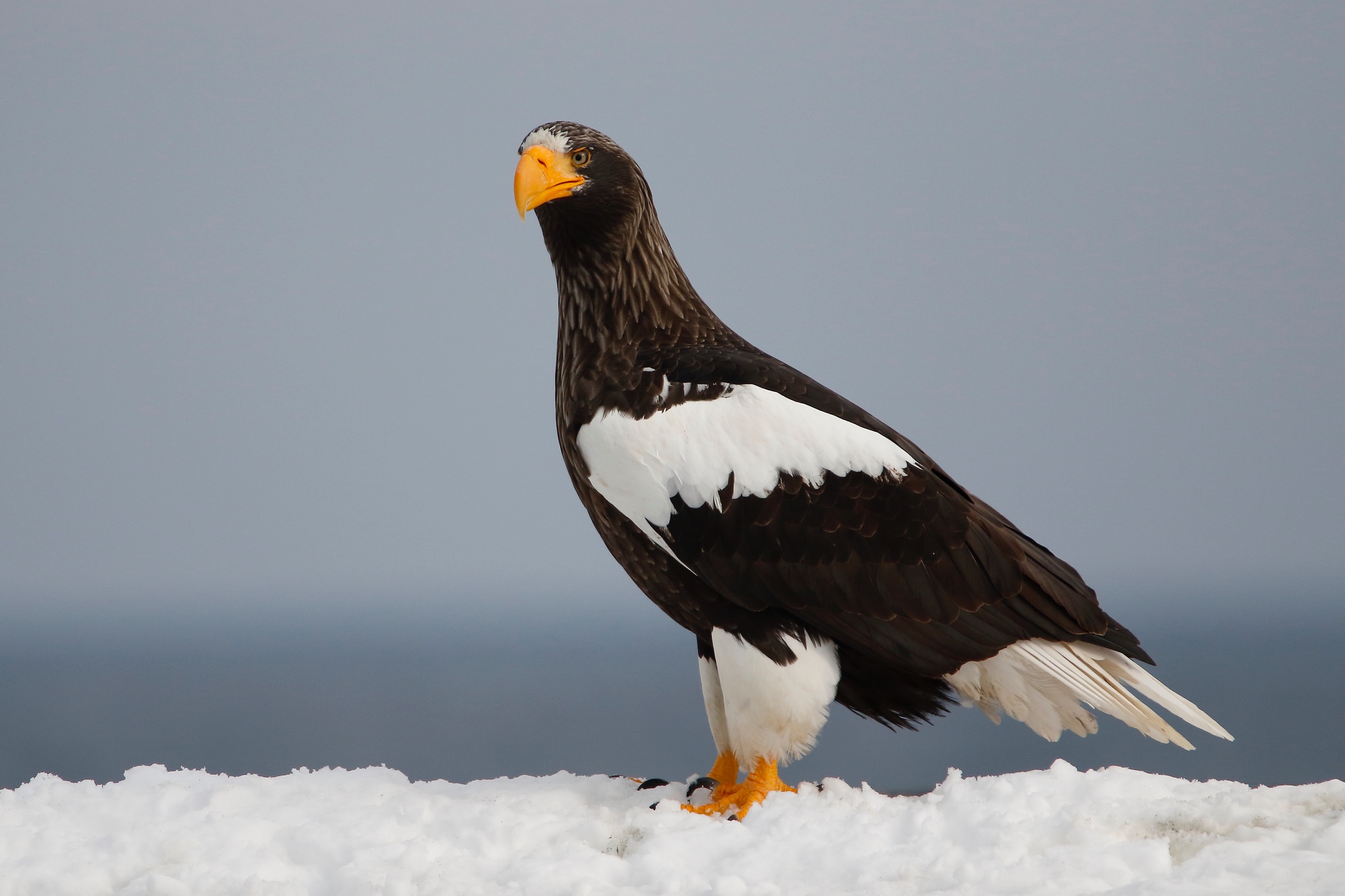 Bird Of Prey Eagle Steller 039 S Sea Eagle Wildlife 2048x1365