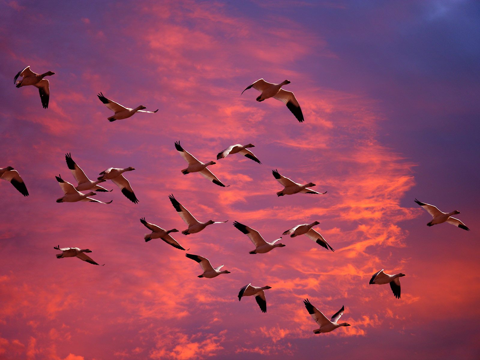Goose Migration Sky Sunset Washington 1600x1200