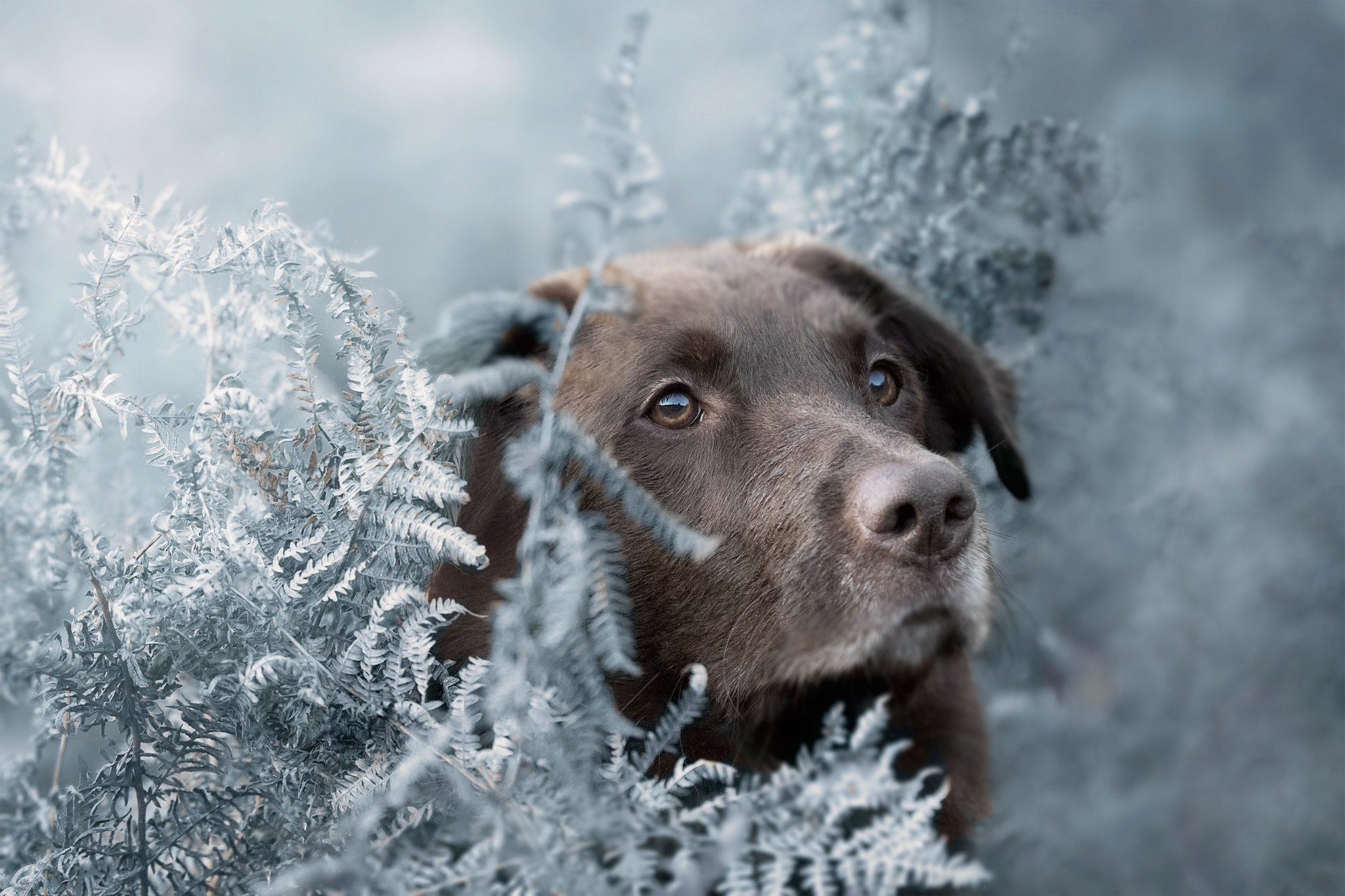 Dog Labrador Retriever Pet 2048x1365
