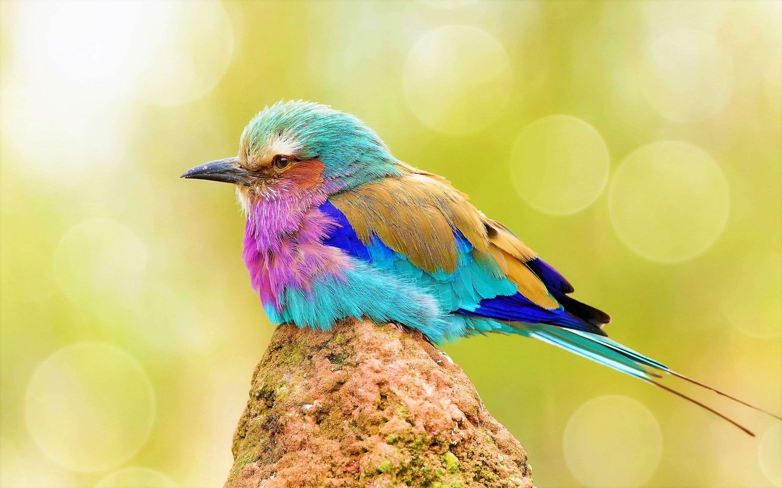 Animal Bird Colorful Lilac Breasted Roller 2560x1600