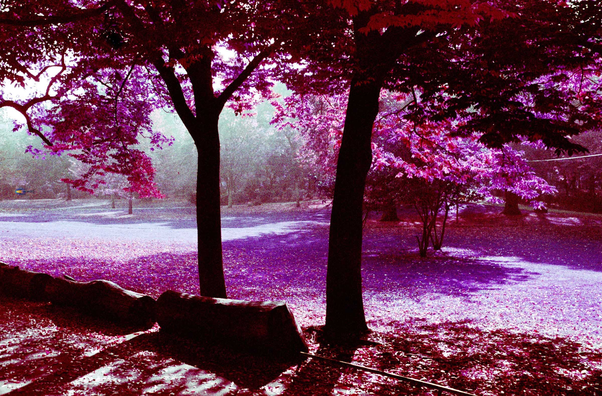Photography Infrared 2400x1581