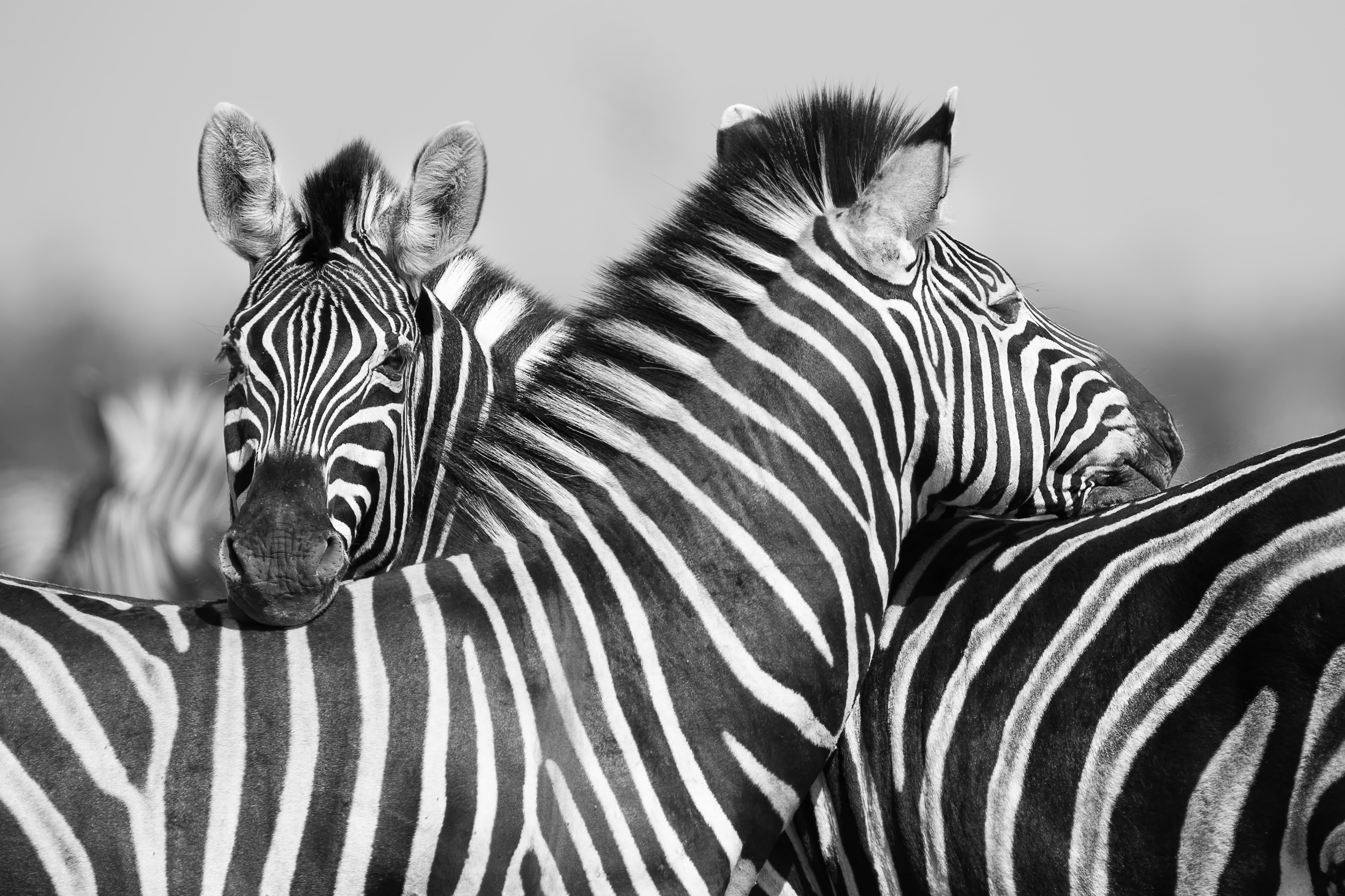 Animal Zebra 5000x3333