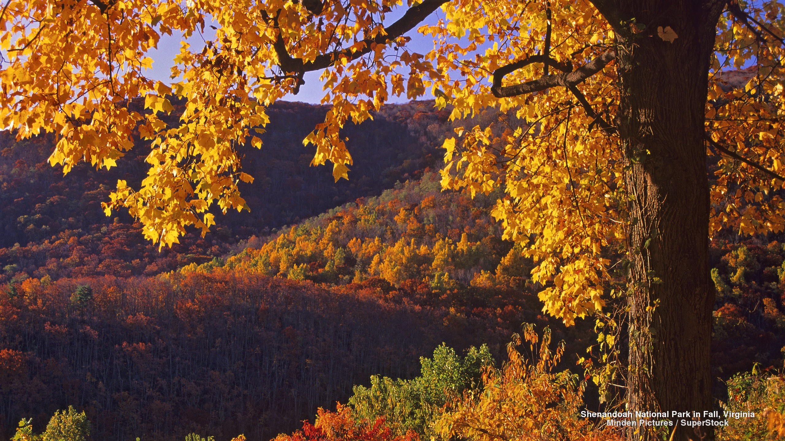 Earth Fall Foliage Forest Landscape Mountain Shenandoah National Park Virginia State In Usa 2560x1440