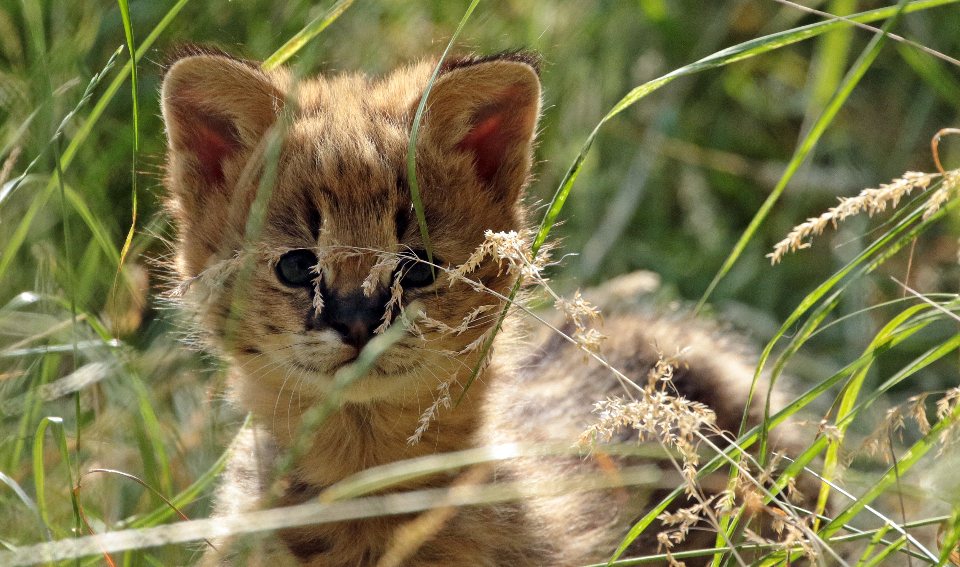 Baby Animal Cub Serval Wildlife 3128x1848