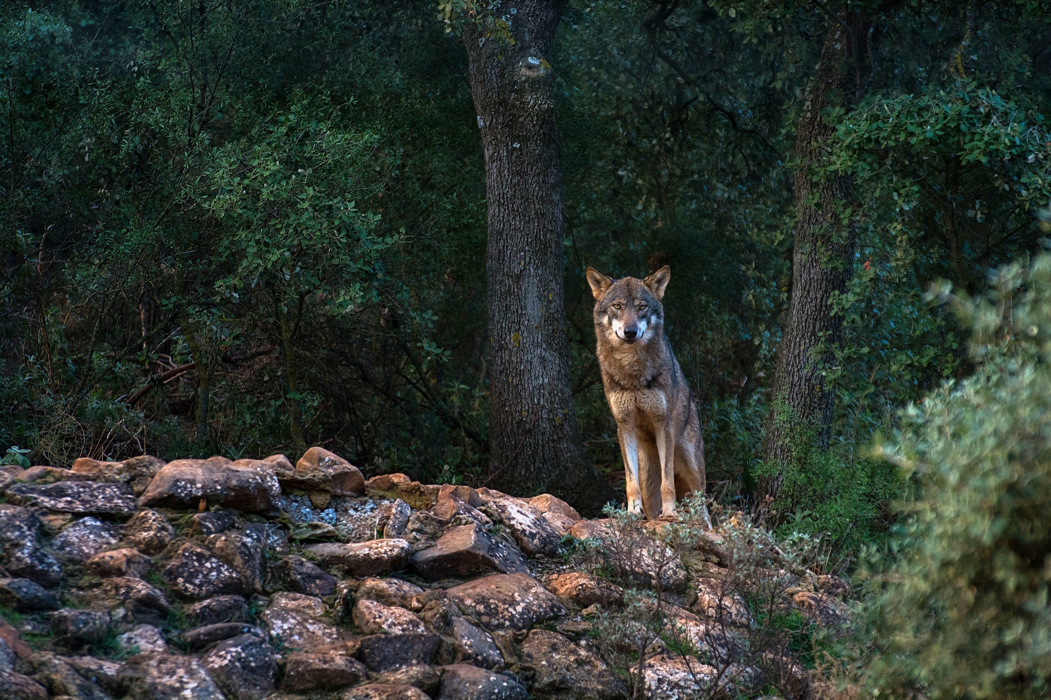 Wildlife Wolf Predator Animal 2048x1365