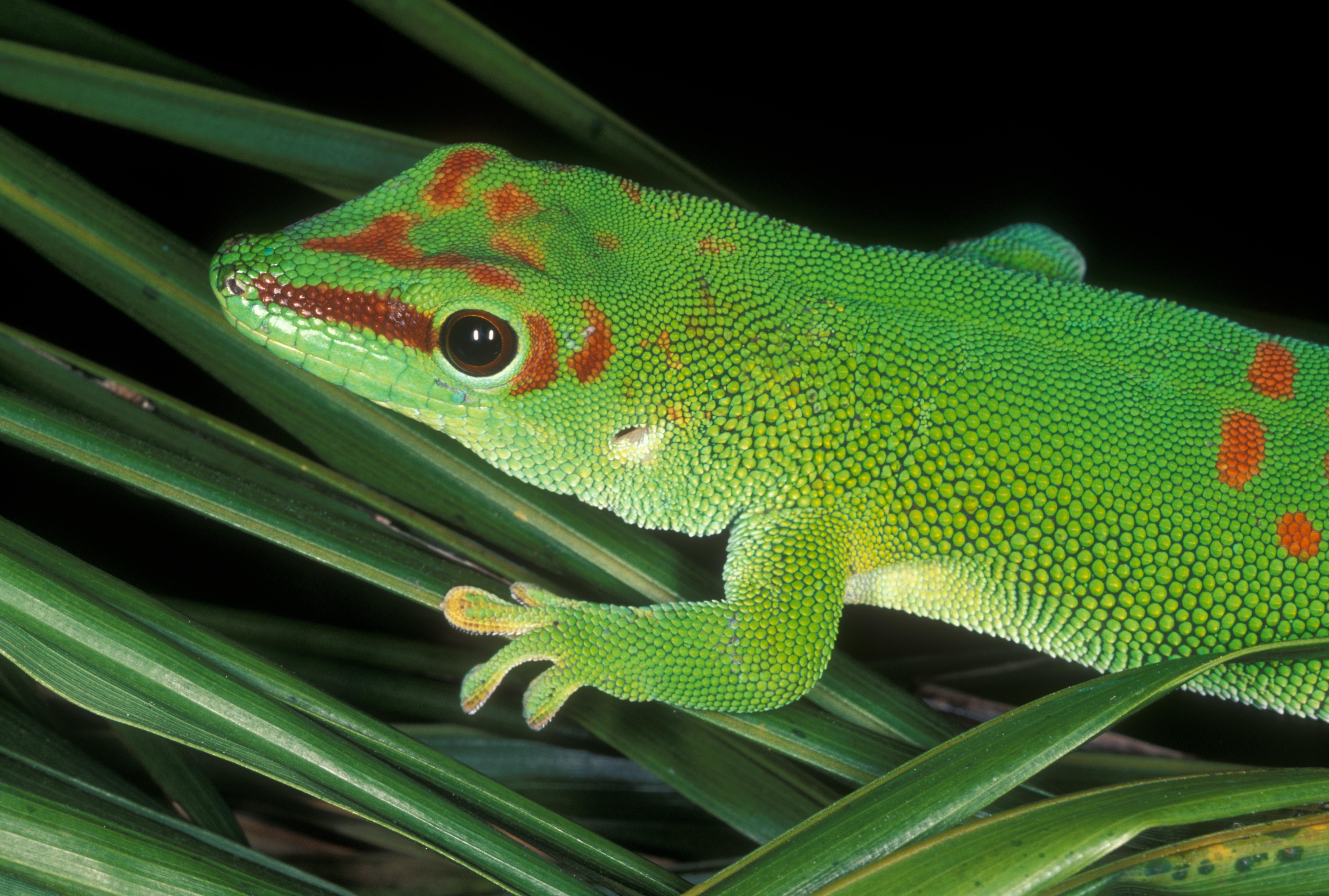 Animal Gecko 5275x3557
