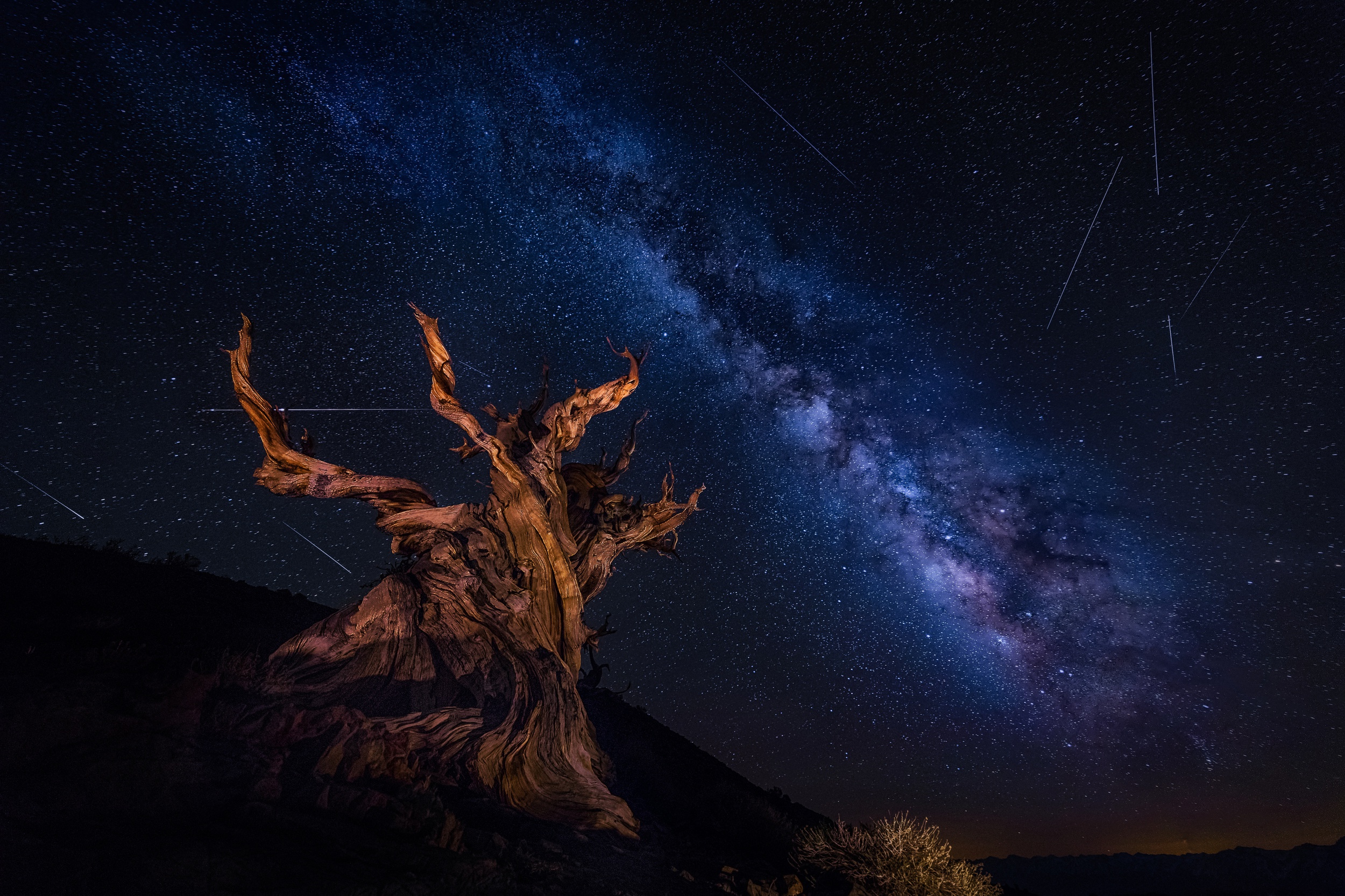 Milky Way Nature Night Sky Starry Sky Stars Tree Twisted Tree 2500x1667