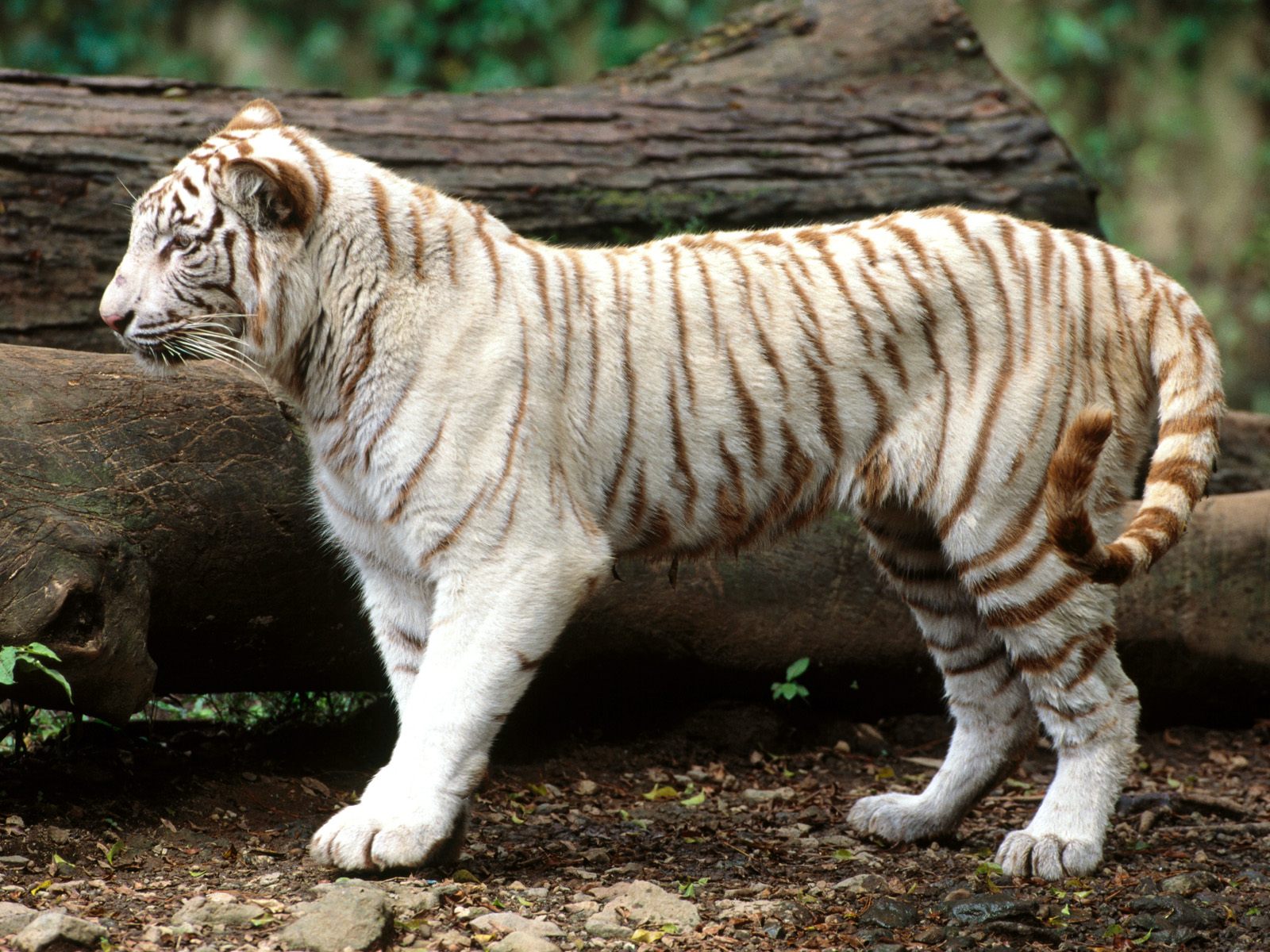 Animal White Tiger 1600x1200