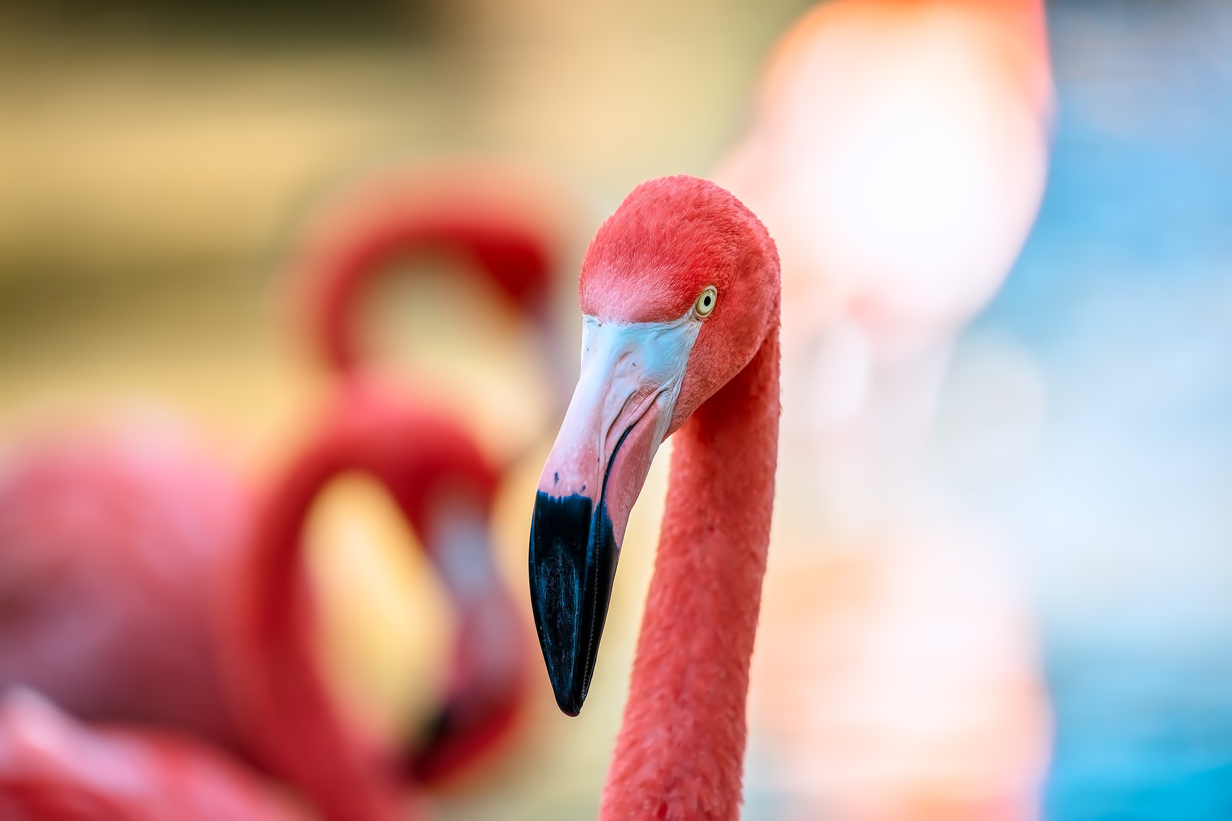 Bird Depth Of Field Flamingo Wildlife 2500x1667