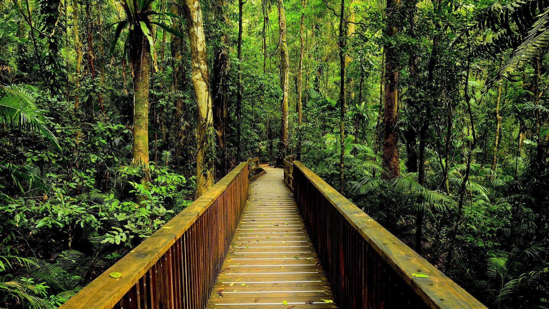 Bridge Forest Green Jungle Rainforest Wooden 1920x1080