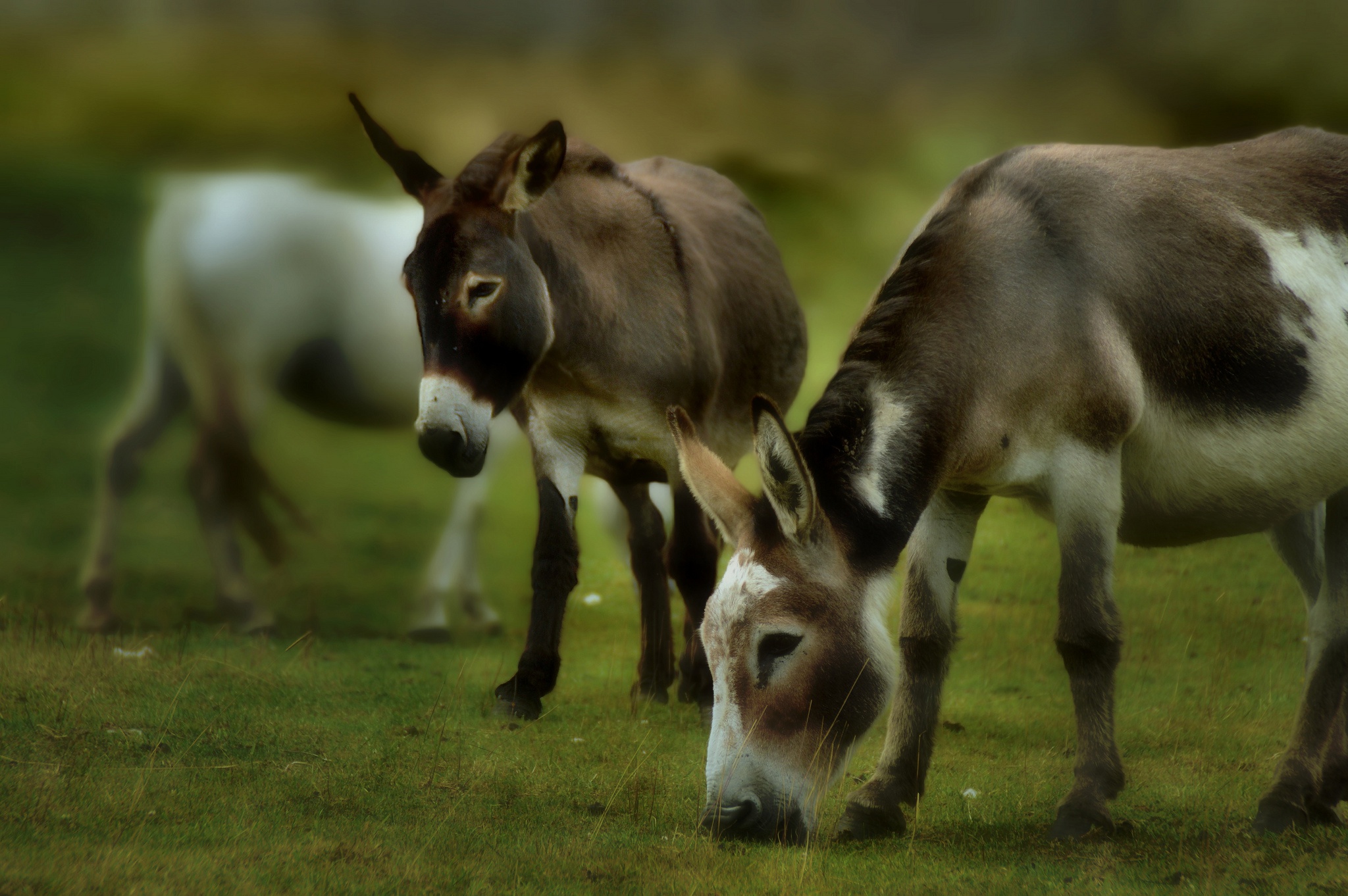 Baby Animal Donkey 2048x1362