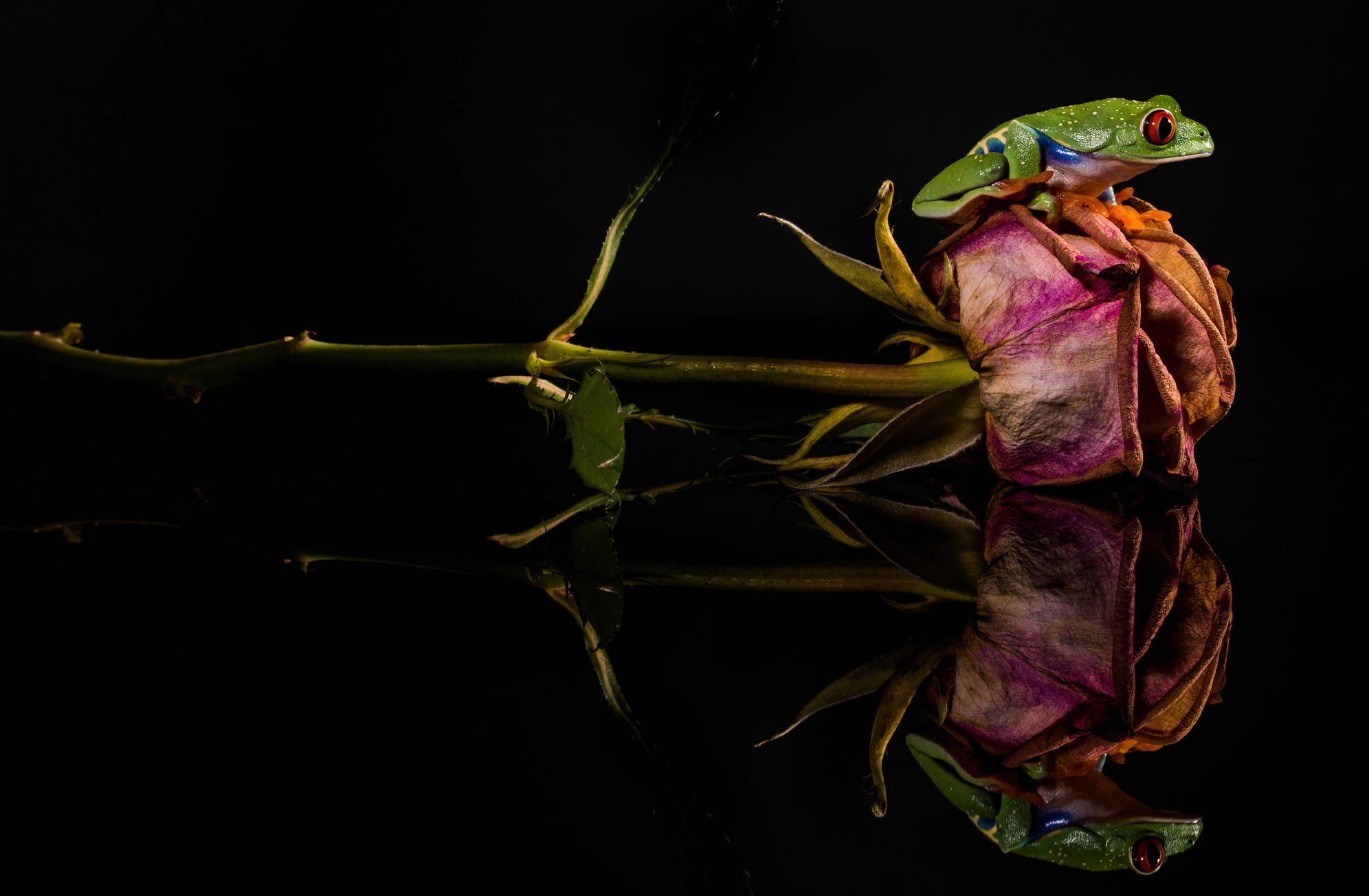 Amphibian Flower Frog Reflection Rose Tree Frog 1992x1304