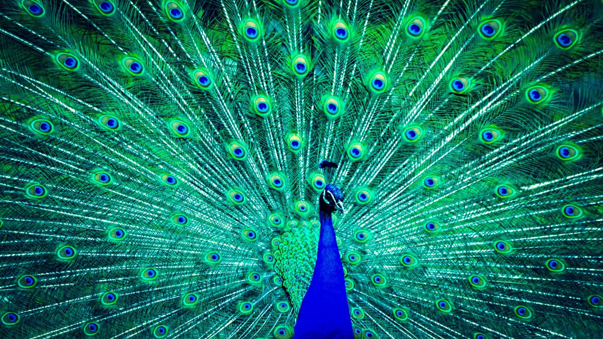 Blue Feather Green Peacock 1920x1080