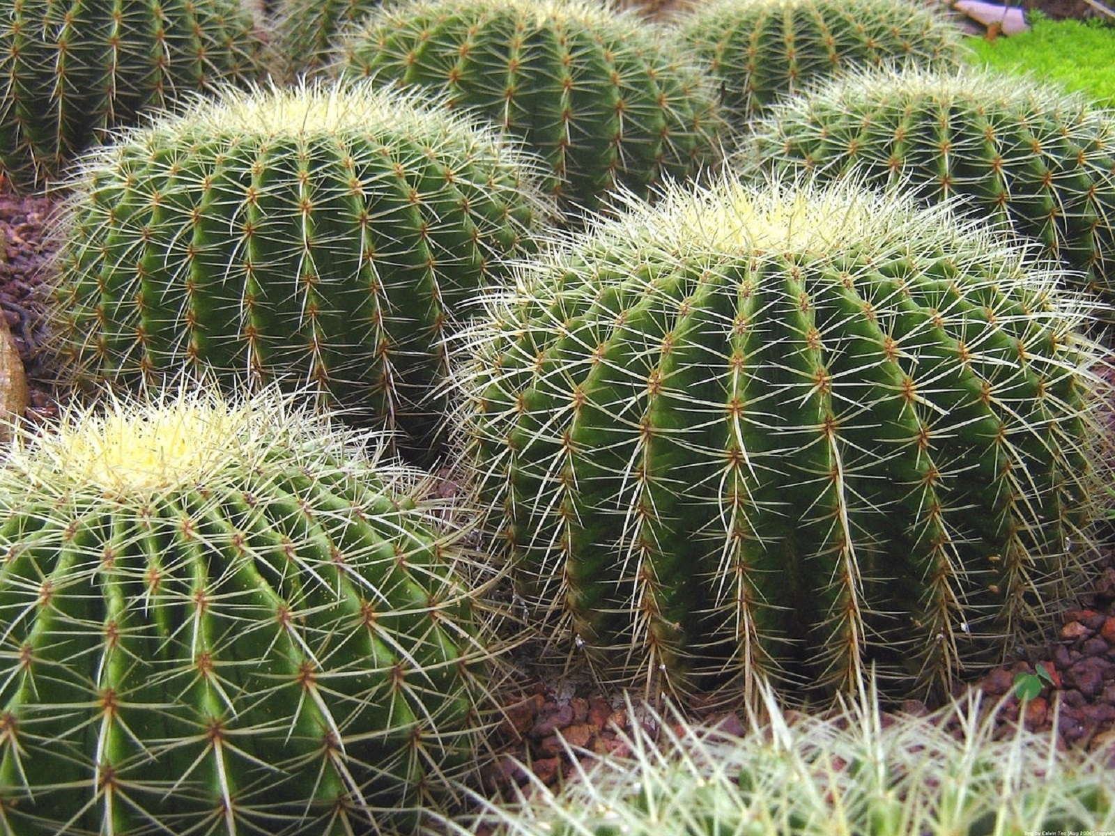 Cactus Nature 1600x1200