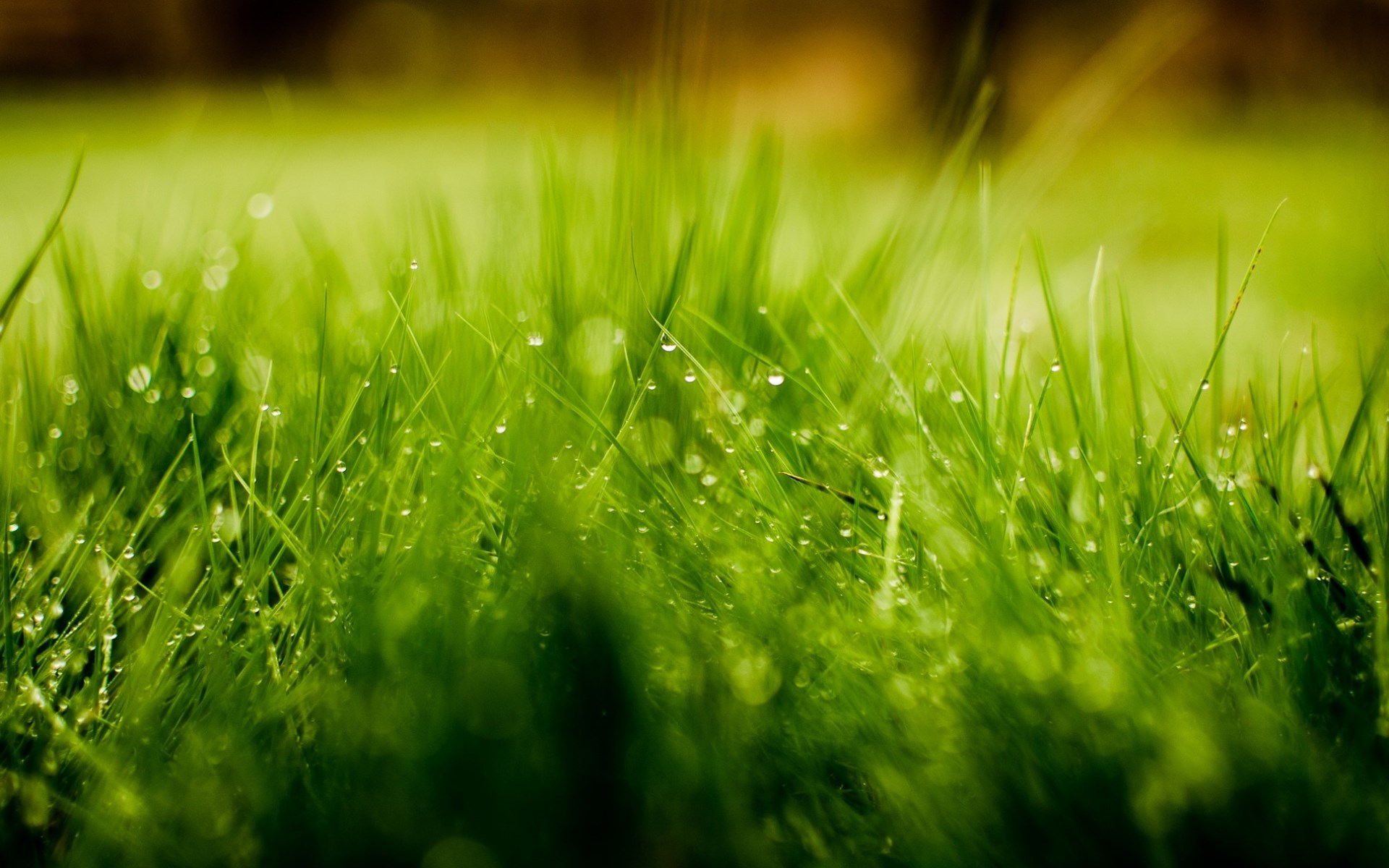 Grass Green Nature Water Drop 1920x1200