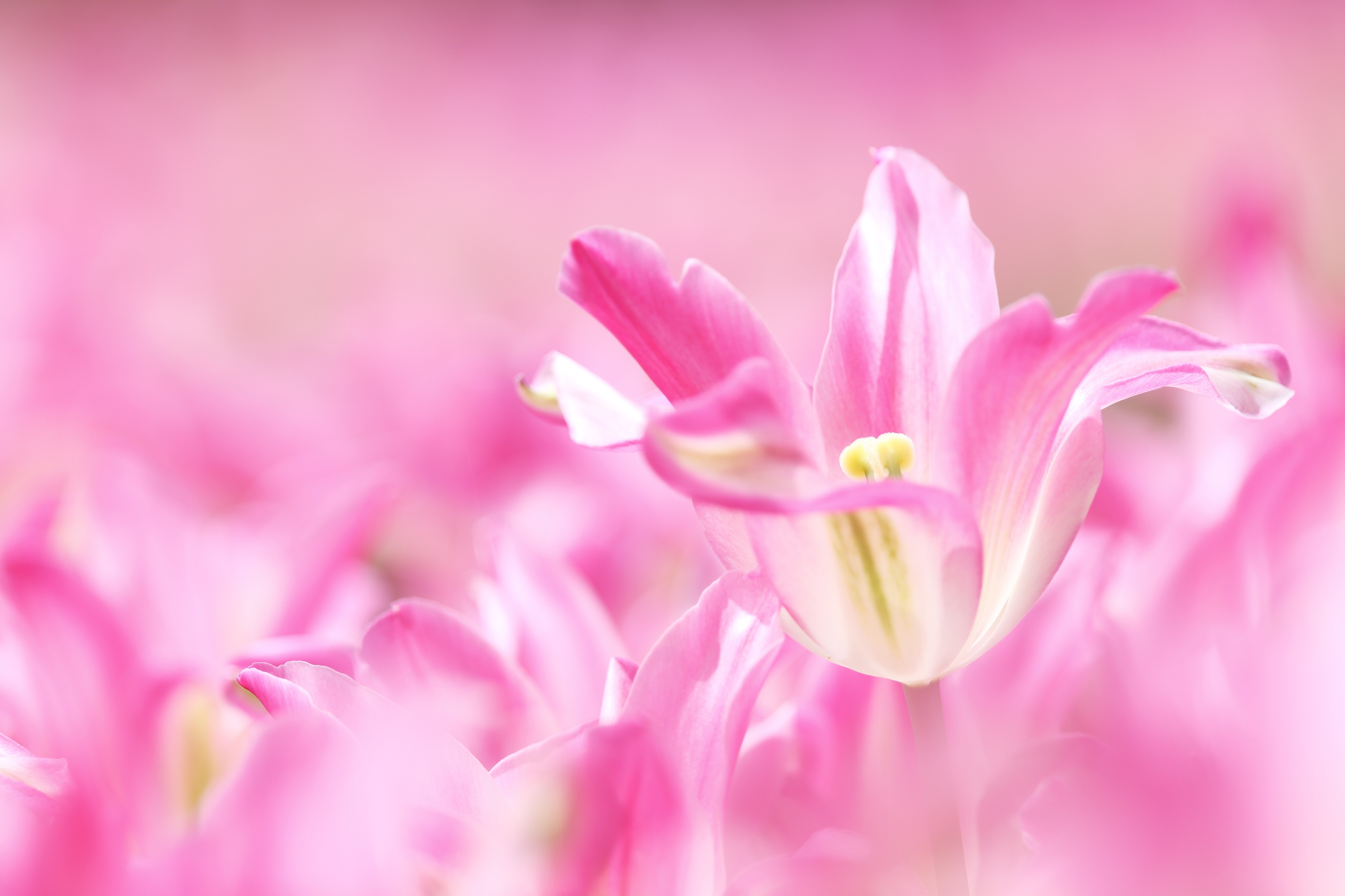 Flower Lily Macro Nature Pink Flower 3600x2400