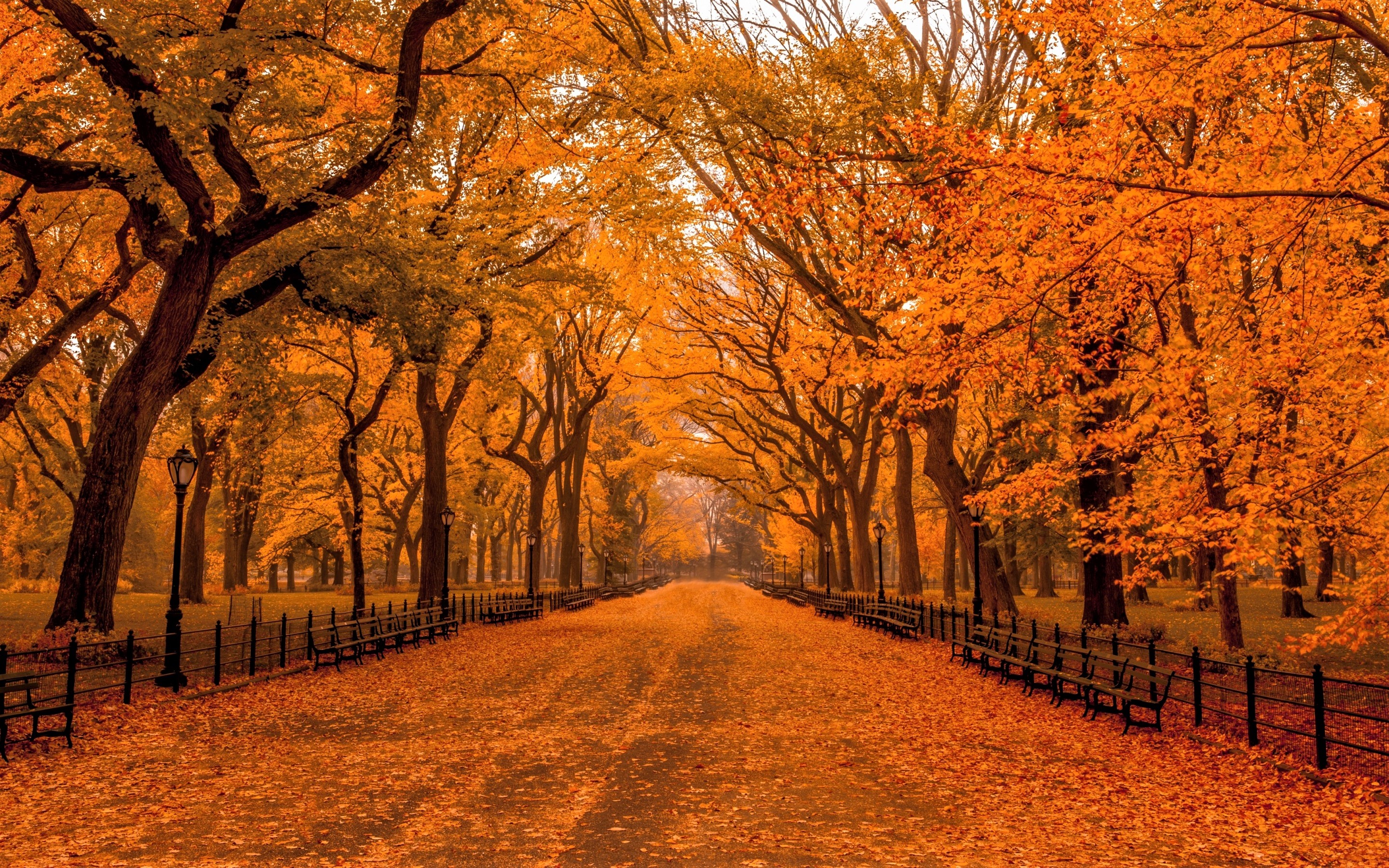 Bench Central Park Foliage New York Park Tree Orange Color 2880x1800