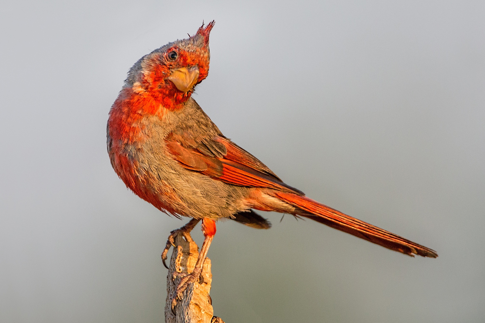Bird Cardinal Wildlife 2048x1365