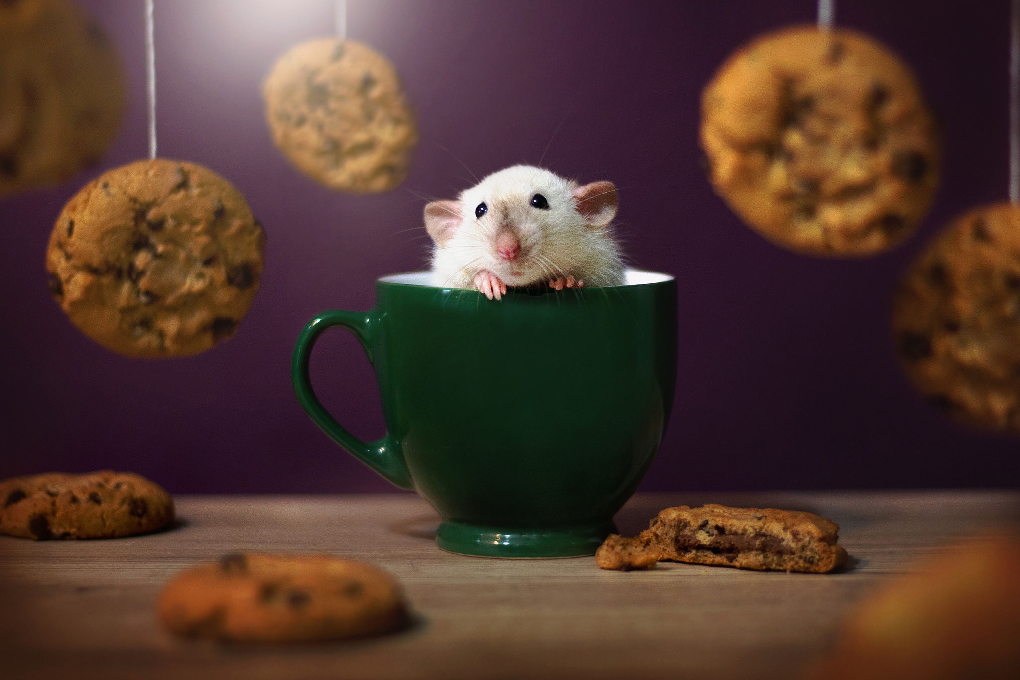 Cookie Cup Mouse Rodent 2048x1365