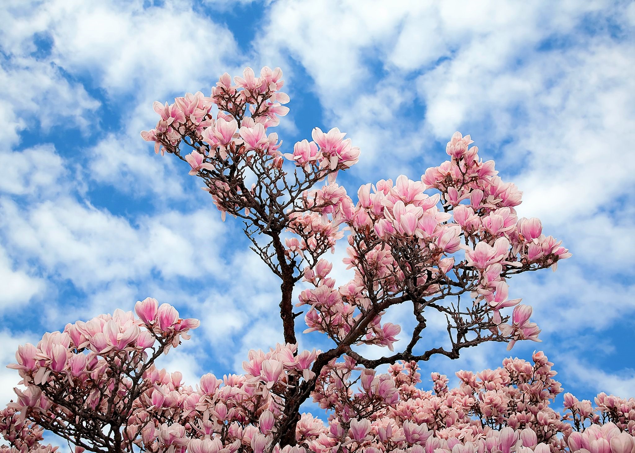 Blossom Earth Magnolia Pink Flower Sky Tree 2048x1463