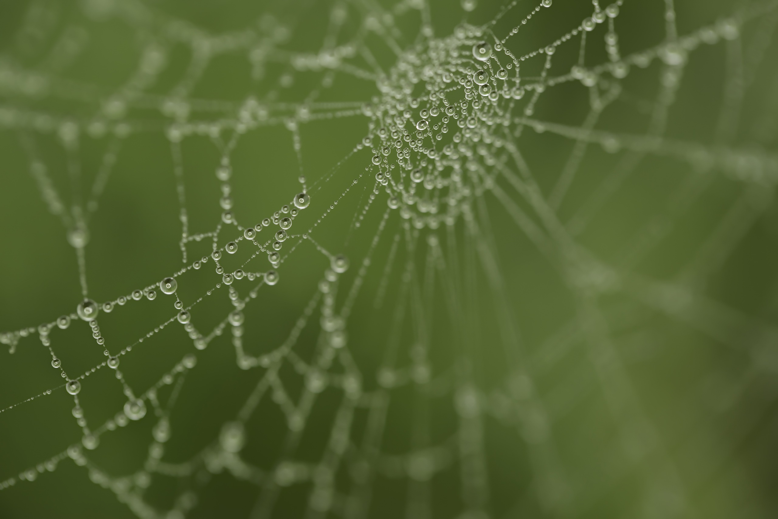 Macro Spider Web 2560x1707