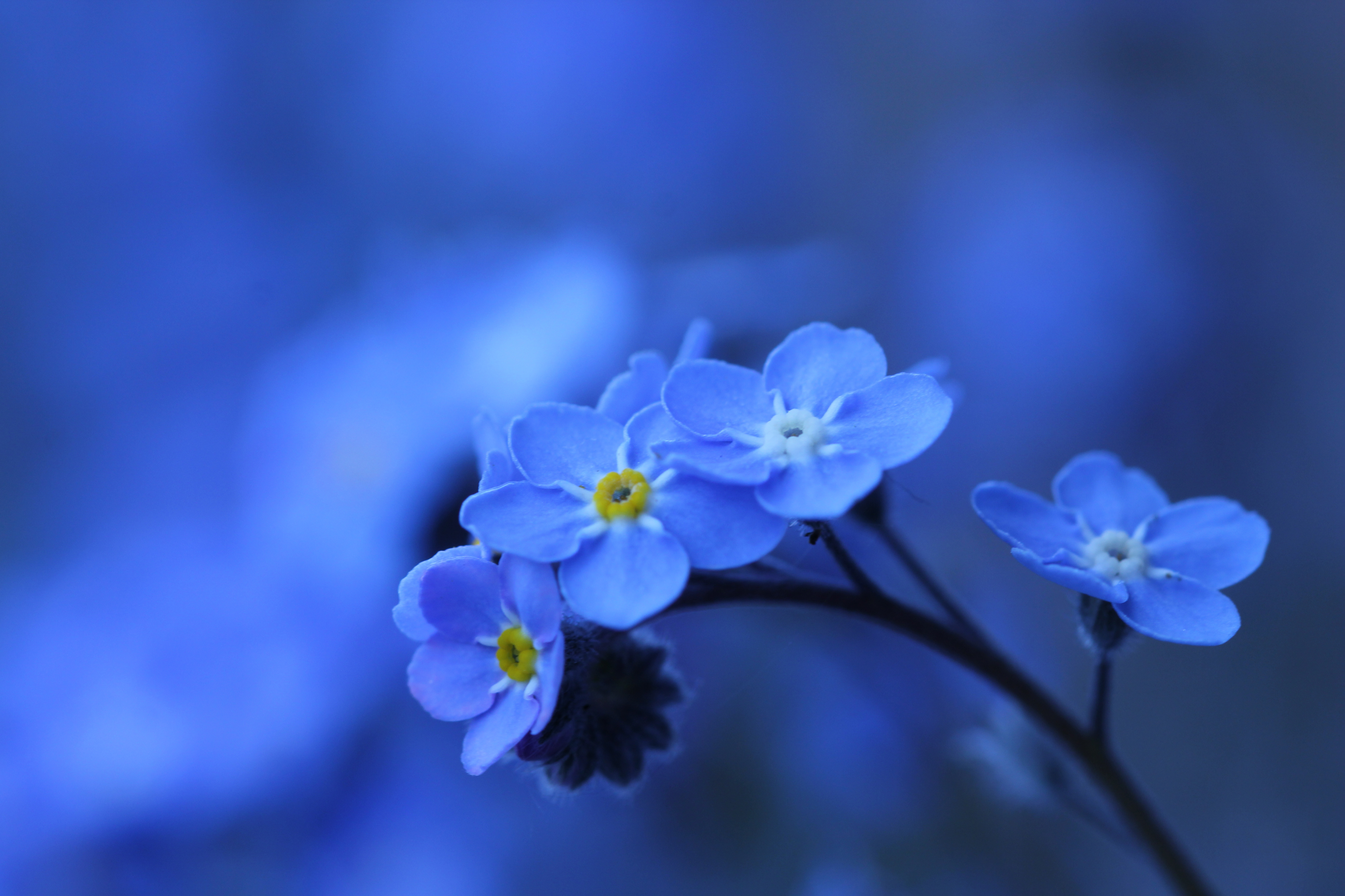 Blue Flower Flower Forget Me Not Nature 5184x3456