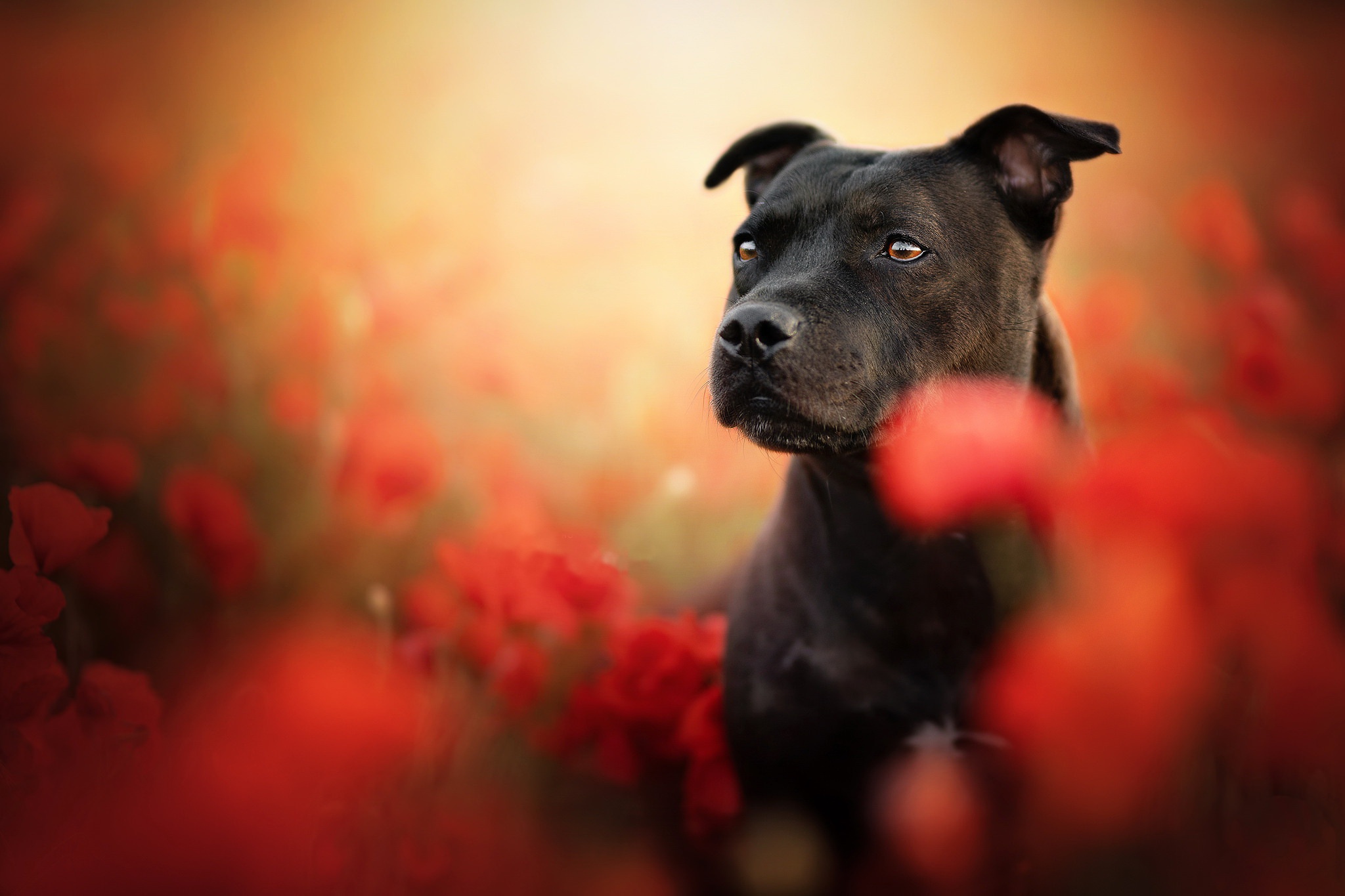 Dog Pet Poppy Staffordshire Bull Terrier Summer 2048x1365