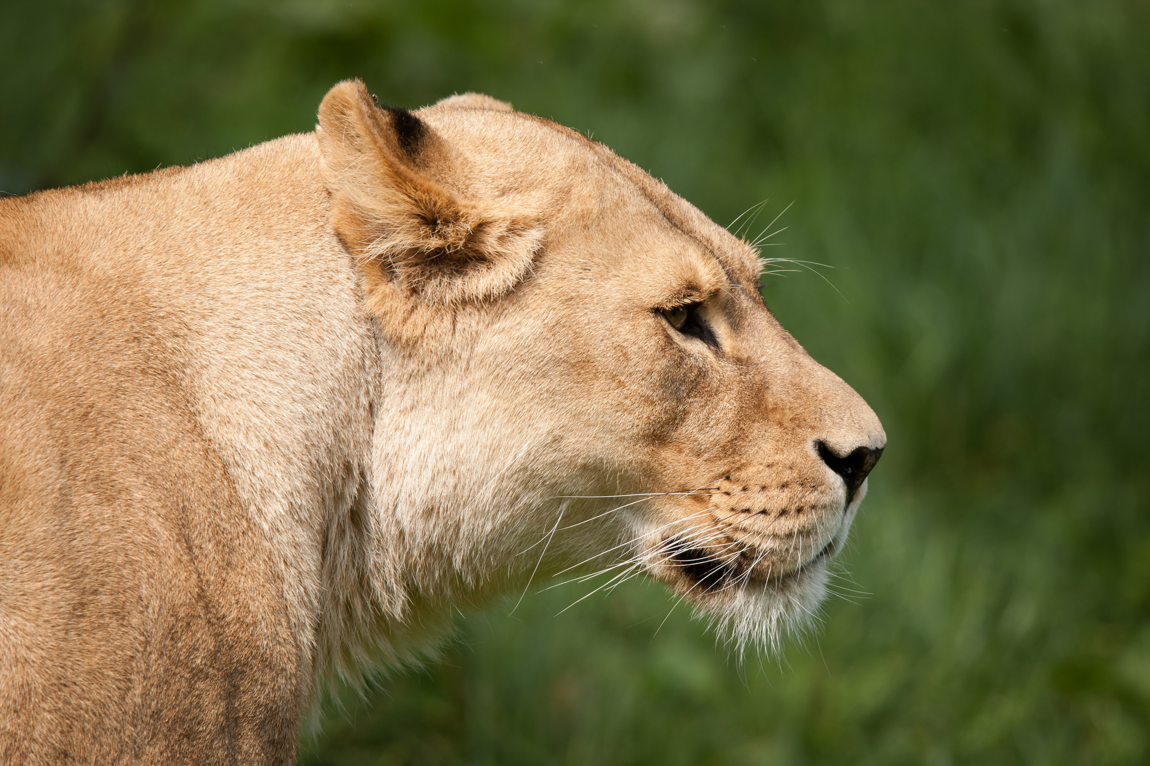 Big Cat Lion Lioness Wildlife Predator Animal 3888x2592