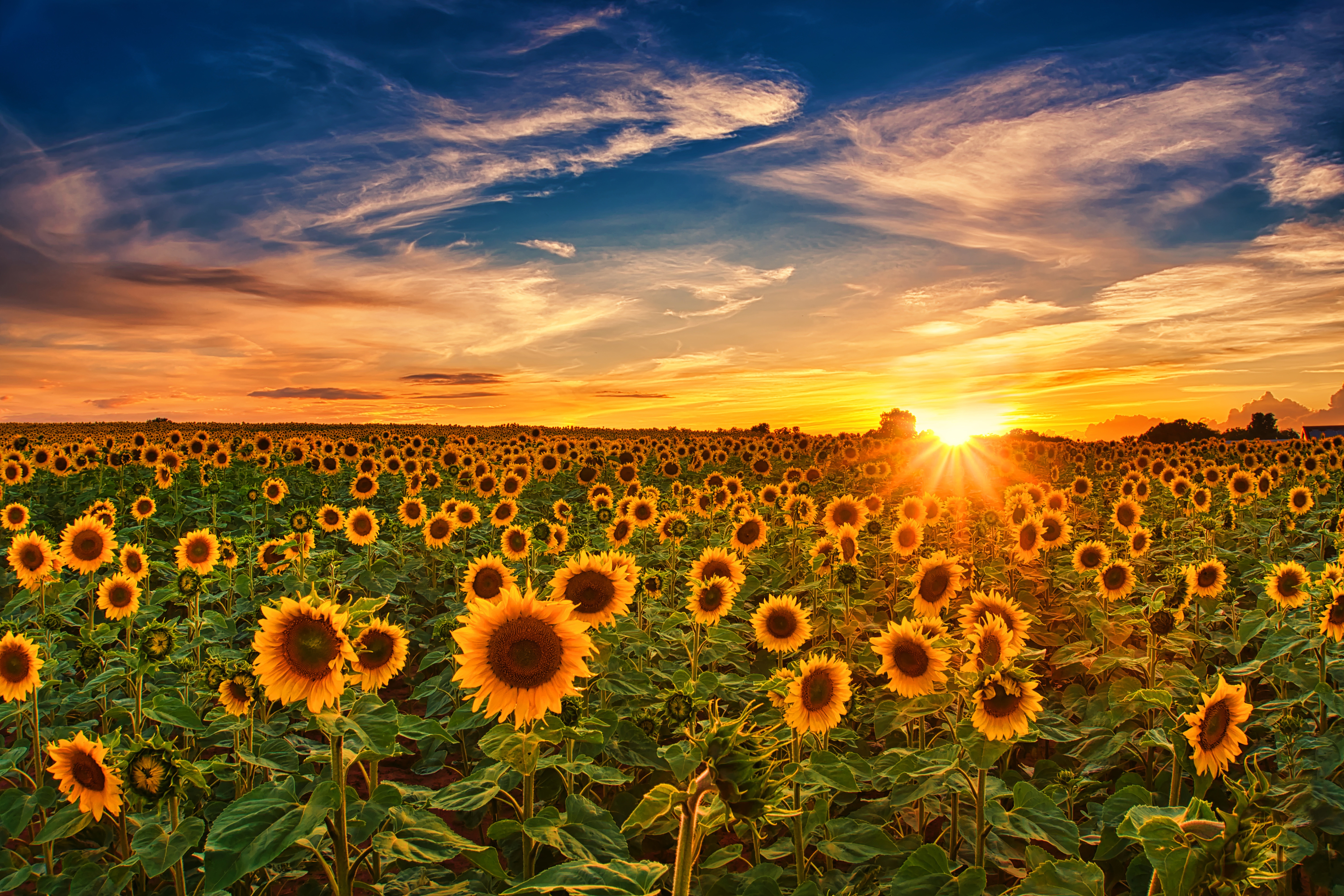 Field Sky Sunflower Sunset Yellow Flower 6000x4000