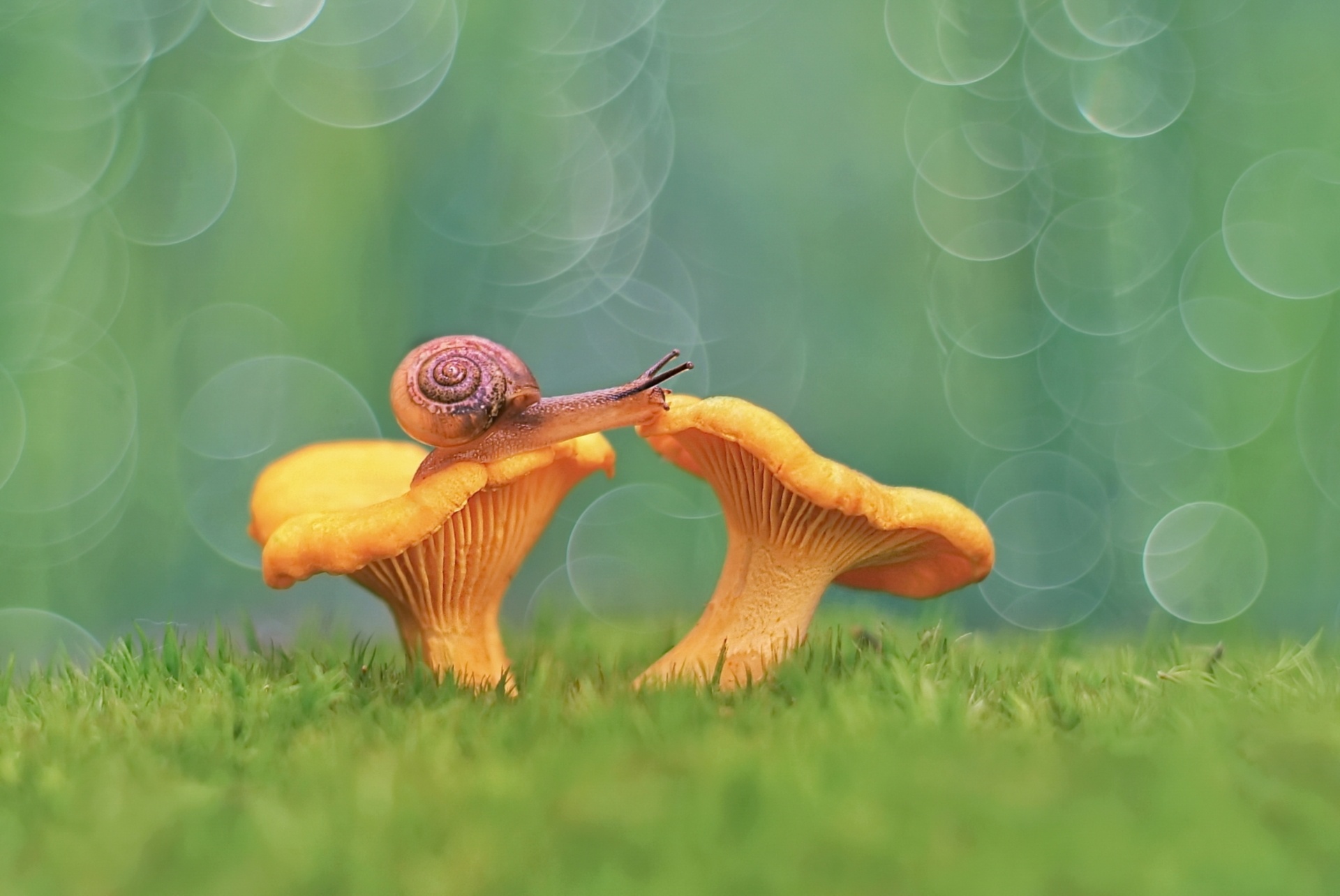 Bokeh Macro Mushroom Snail 1920x1284