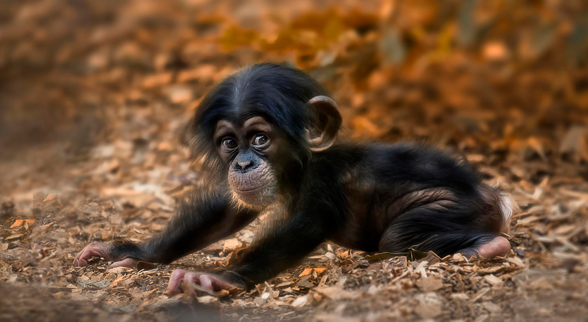 Animal Baby Animal Chimpanzee Cute Monkey 2048x1121