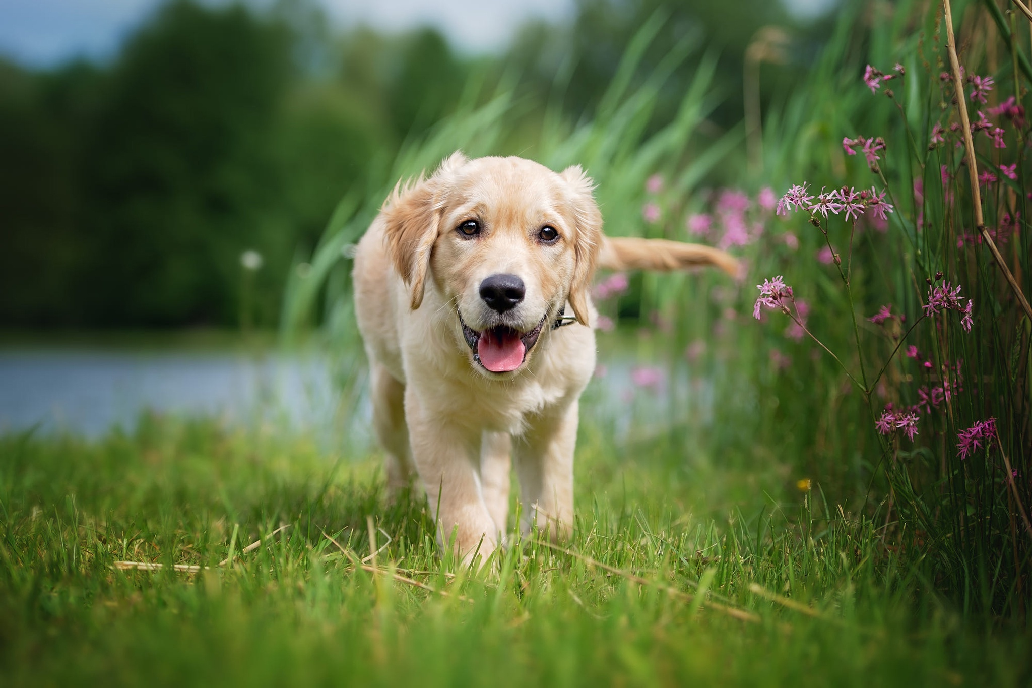 Baby Animal Depth Of Field Dog Labrador Retriever Pet Puppy 2048x1365